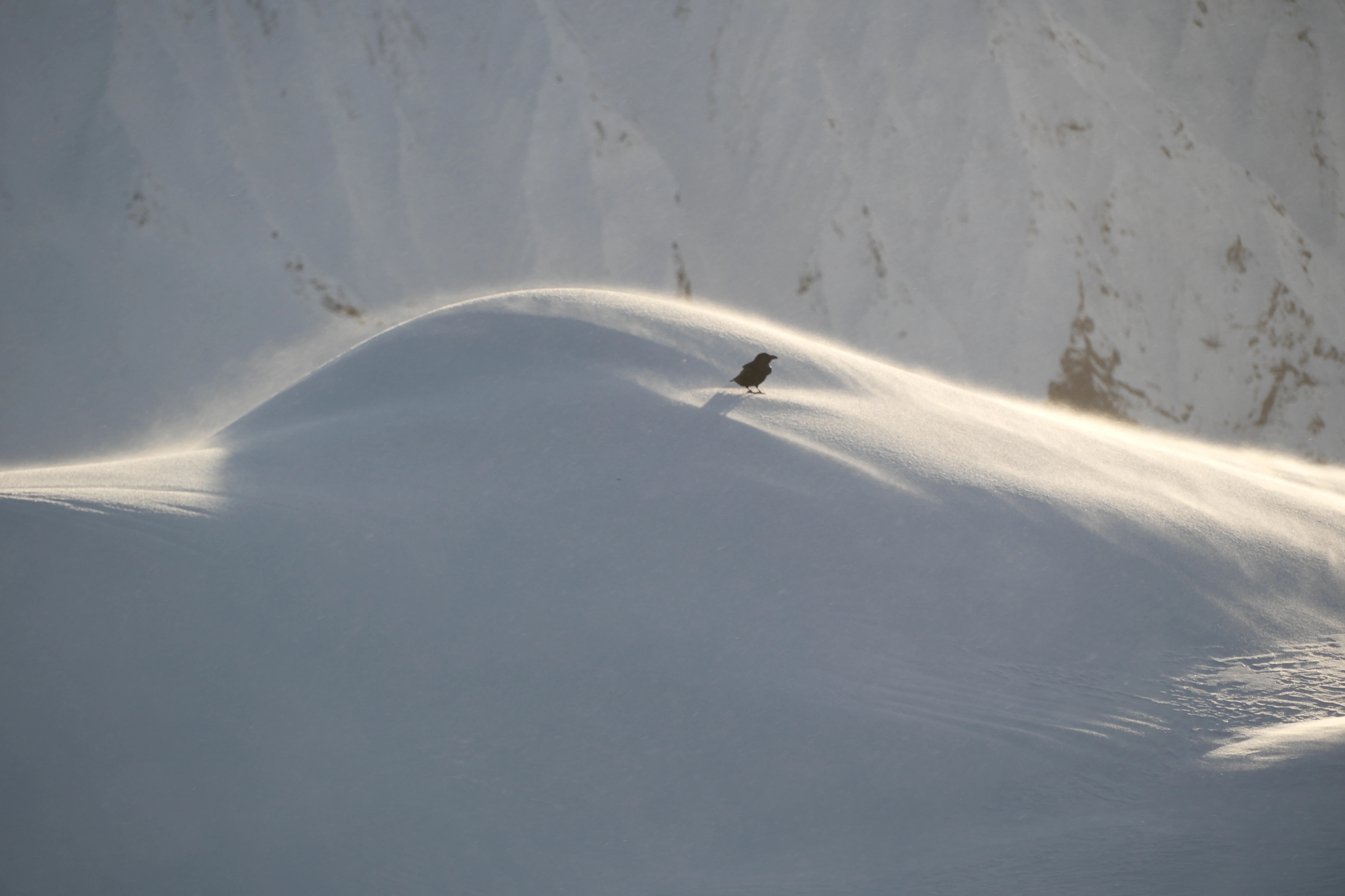 214mm · f/5.6 · 1/125s · ISO 200
FUJIFILM X-T5 · XF70-300mmF4-5.6 R LM OIS WR · Jan 26, 2025
Solitary black bird on a windswept snowy ridge in Iceland.
Mýrdalsjökull, Iceland
© Brandon Cook