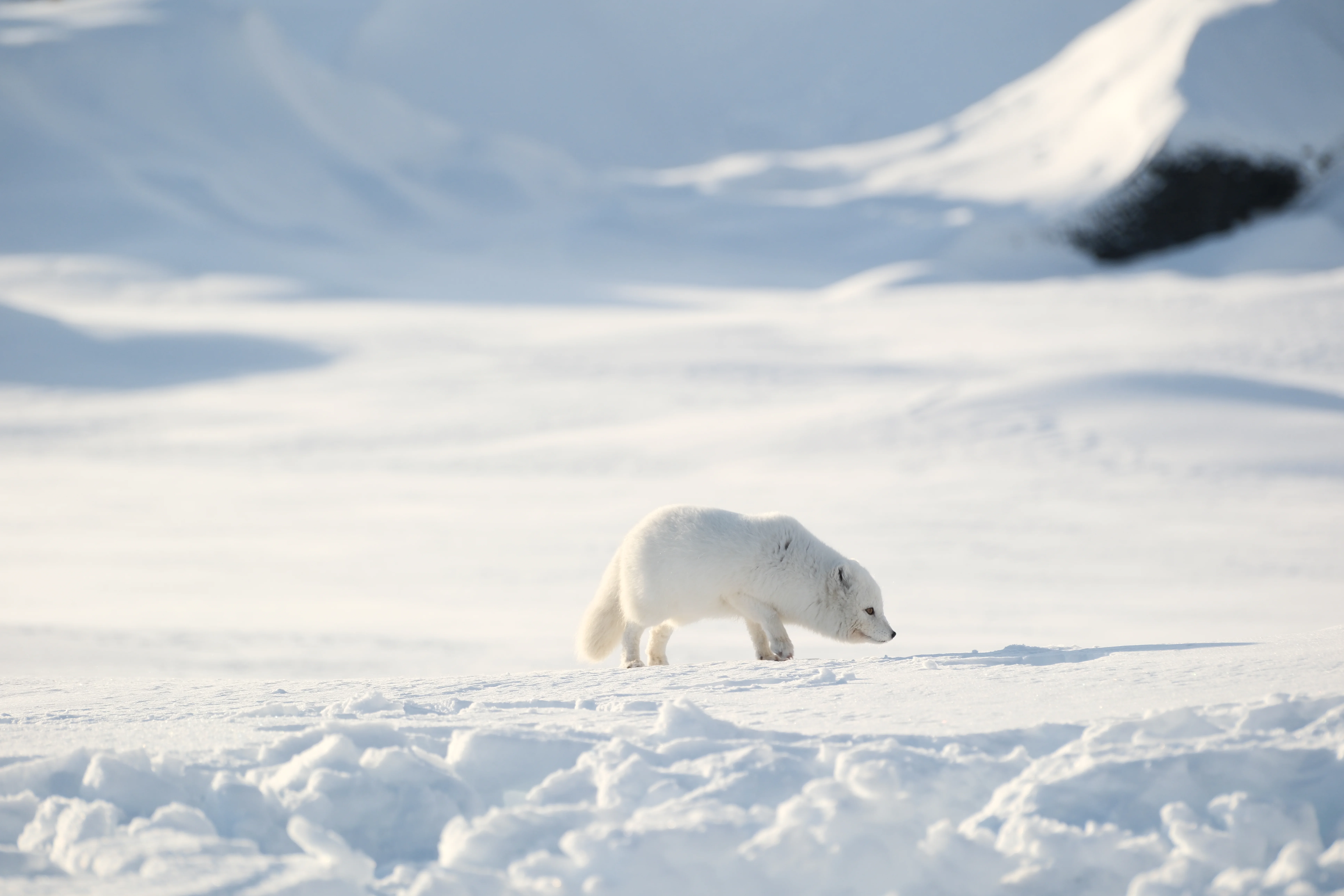 165mm · f/5 · 1/125s · ISO 320
FUJIFILM X-T5 · XF70-300mmF4-5.6 R LM OIS WR · Jan 26, 2025
White arctic fox walking across a snowy Icelandic landscape.
Mýrdalsjökull, Iceland
© Brandon Cook