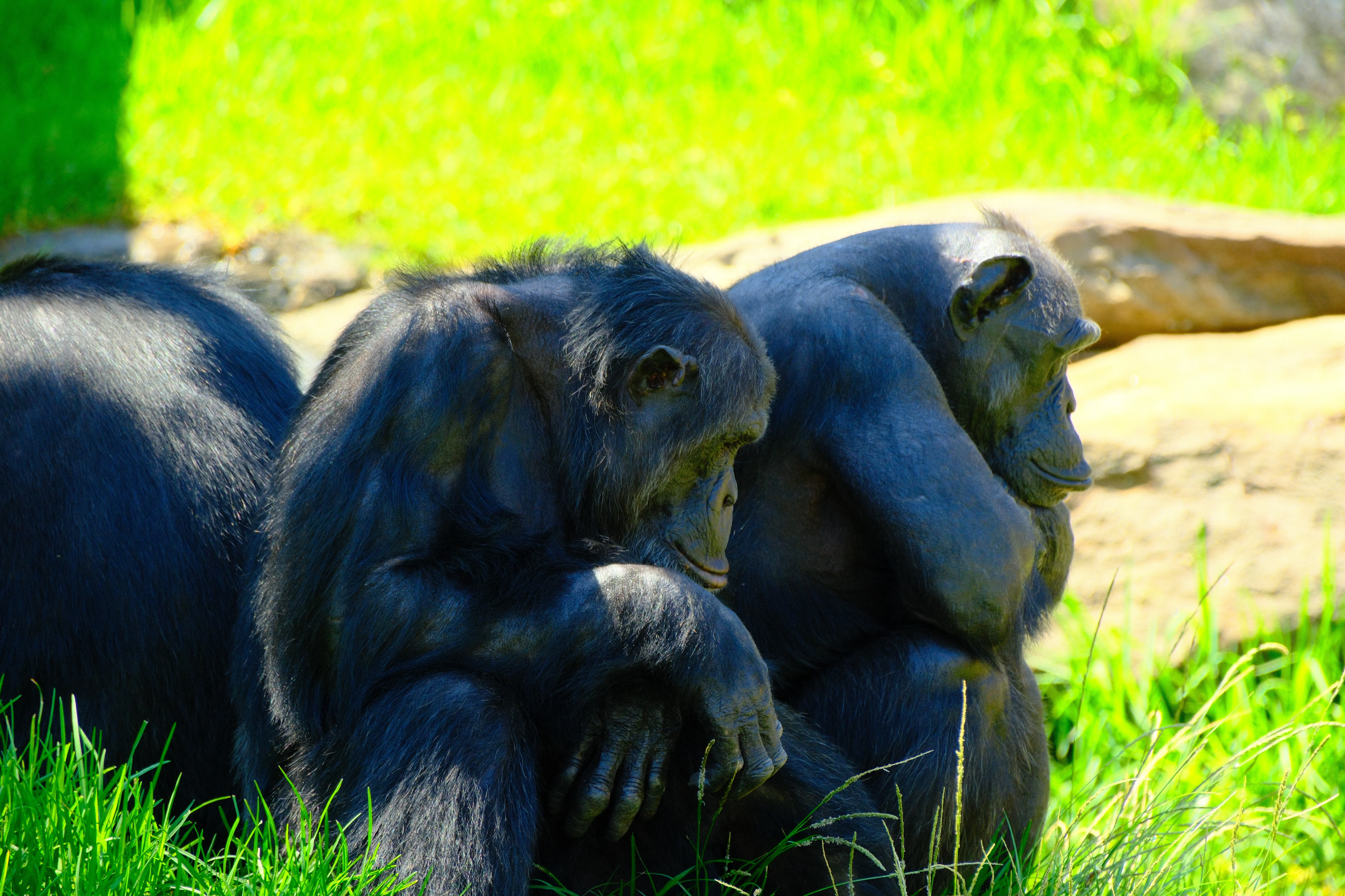 300mm · f/7.1 · 1/125s · ISO 640
FUJIFILM X-T5 · XF70-300mmF4-5.6 R LM OIS WR · Feb 21, 2026
Two black chimpanzees sitting together in a bright green field.
Taronga Zoo, Australia
© Brandon Cook