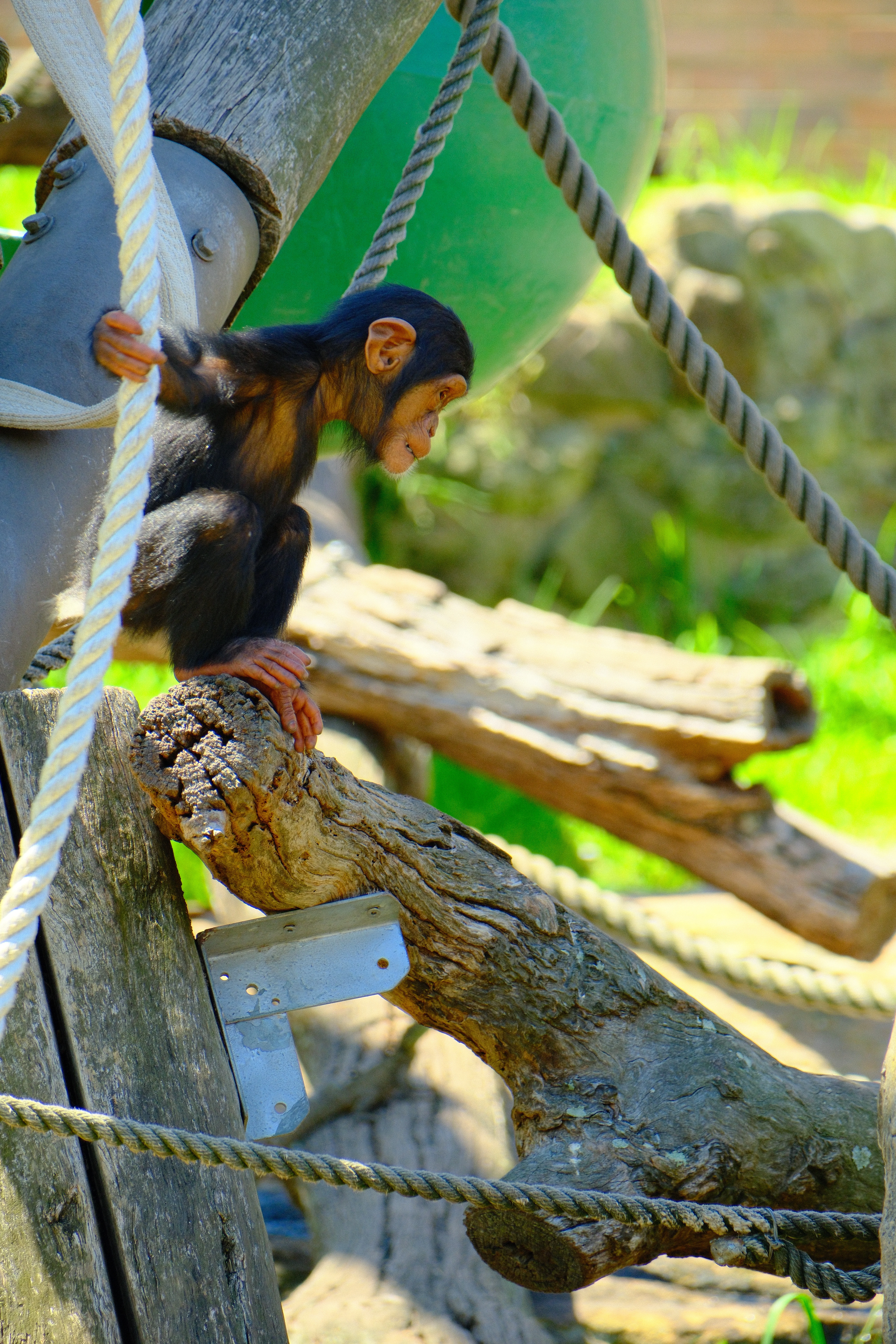 300mm · f/6.4 · 1/170s · ISO 500
FUJIFILM X-T5 · XF70-300mmF4-5.6 R LM OIS WR · Feb 21, 2026
A baby chimpanzee climbing on wooden logs and white ropes.
Taronga Zoo, Australia
© Brandon Cook