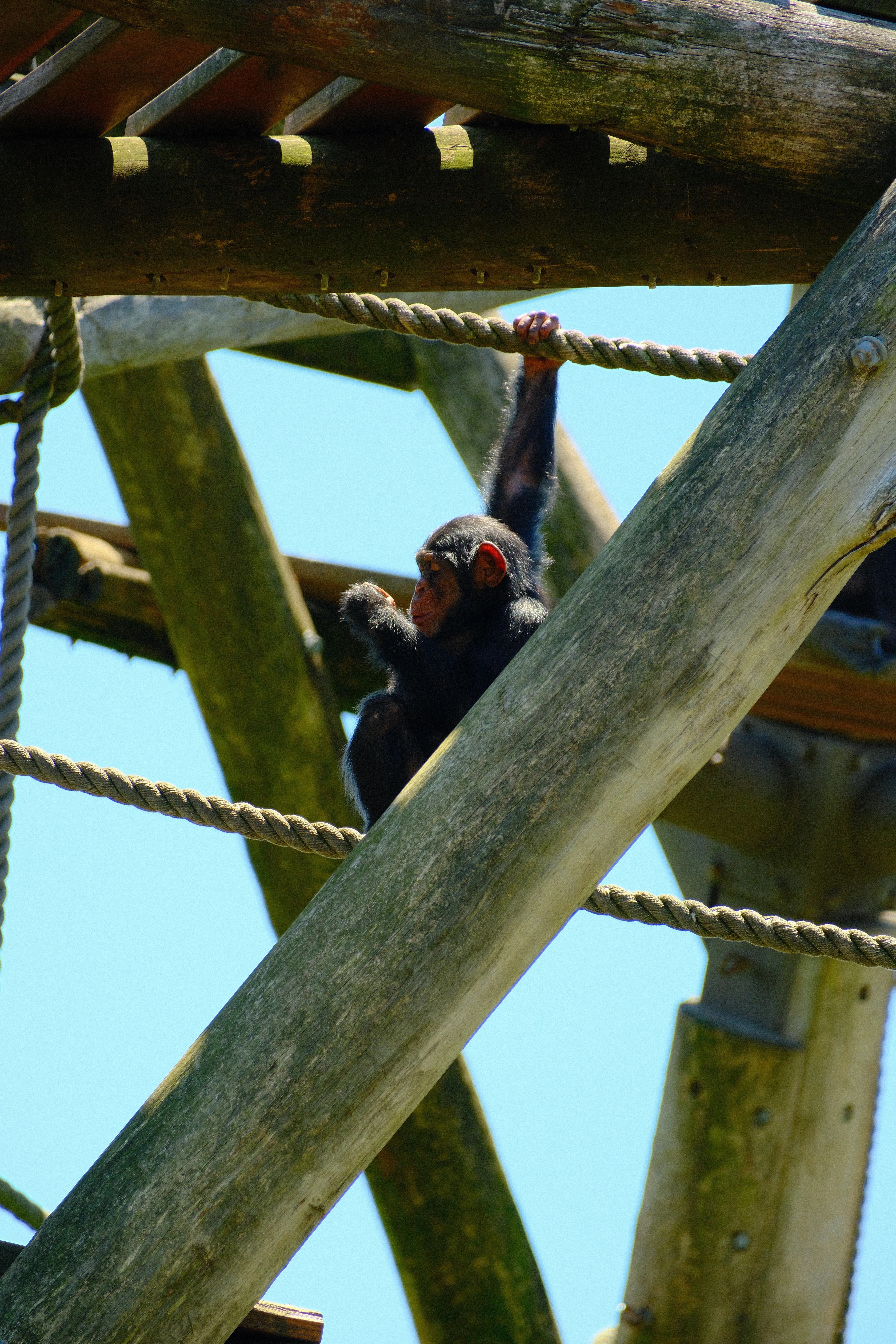 300mm · f/6.4 · 1/350s · ISO 500
FUJIFILM X-T5 · XF70-300mmF4-5.6 R LM OIS WR · Feb 21, 2026
Chimpanzee climbing wooden beams and ropes against clear blue sky.
Taronga Zoo, Australia
© Brandon Cook