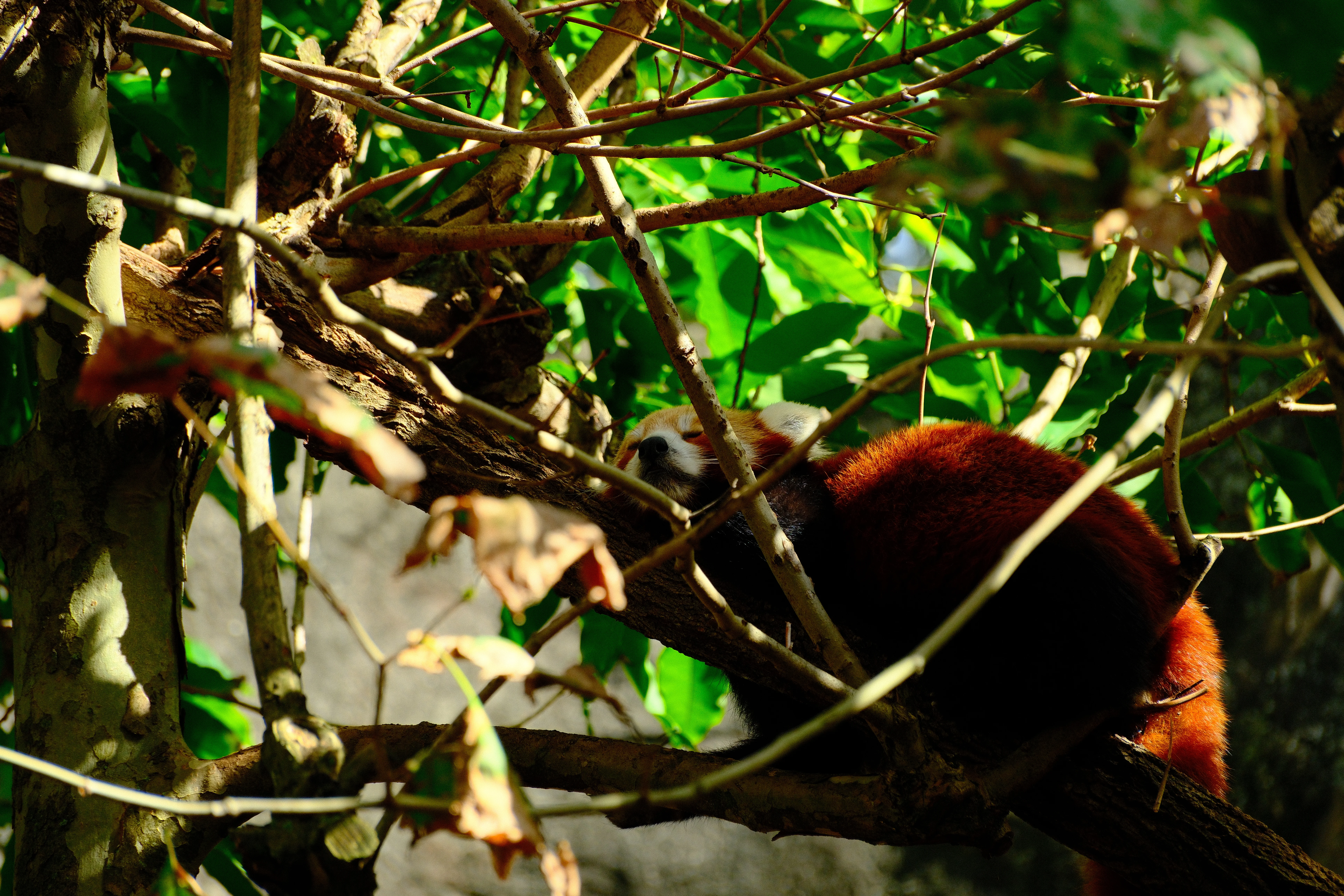192mm · f/5 · 1/320s · ISO 500
FUJIFILM X-T5 · XF70-300mmF4-5.6 R LM OIS WR · Mar 24, 2026
A red panda sleeps peacefully on a leafy tree branch.
Taronga Zoo, Australia
© Brandon Cook