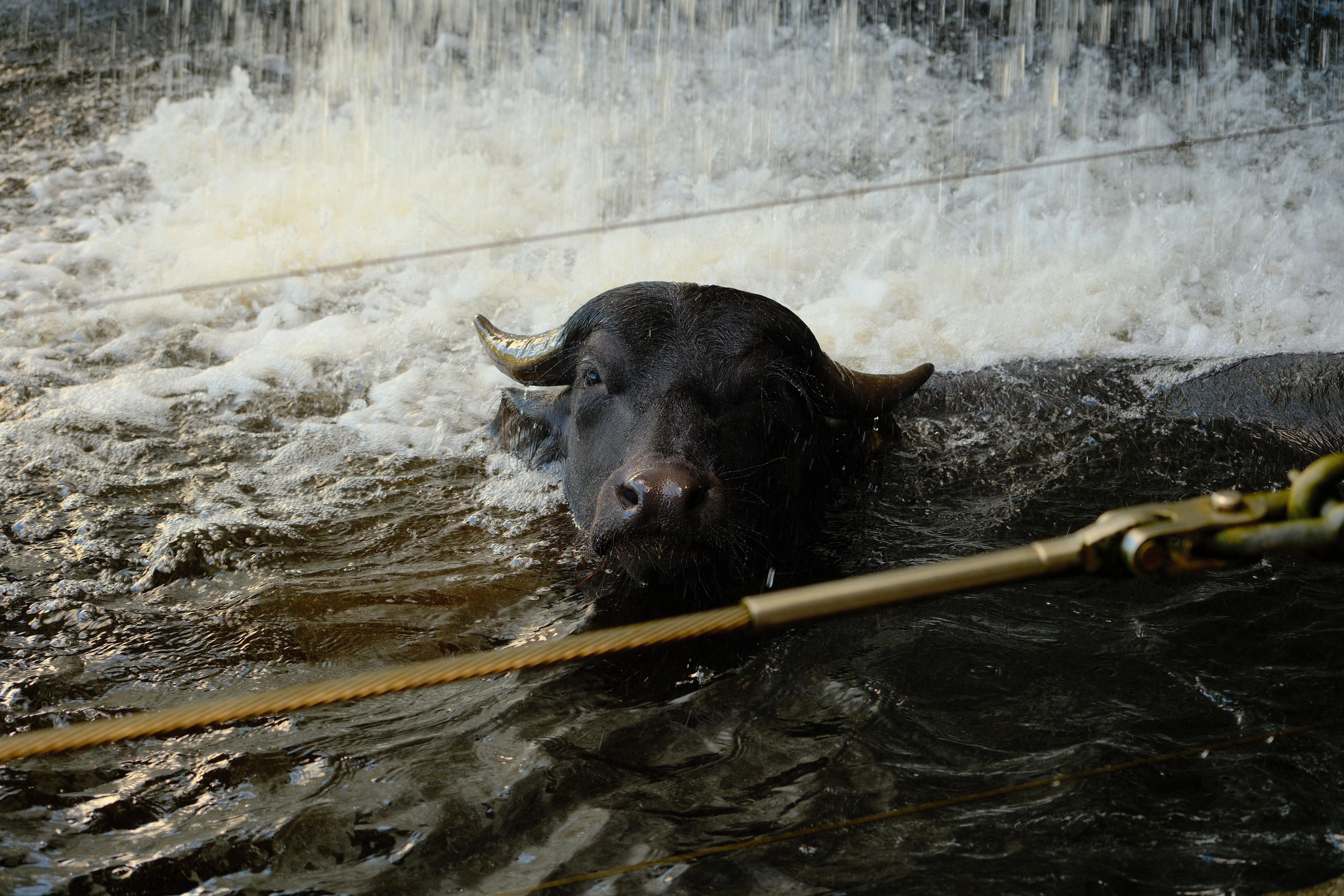 70mm · f/5 · 1/150s · ISO 500
FUJIFILM X-T5 · XF70-300mmF4-5.6 R LM OIS WR · Mar 24, 2026
A water buffalo head submerged in churning, foamy water.
Taronga Zoo, Australia
© Brandon Cook