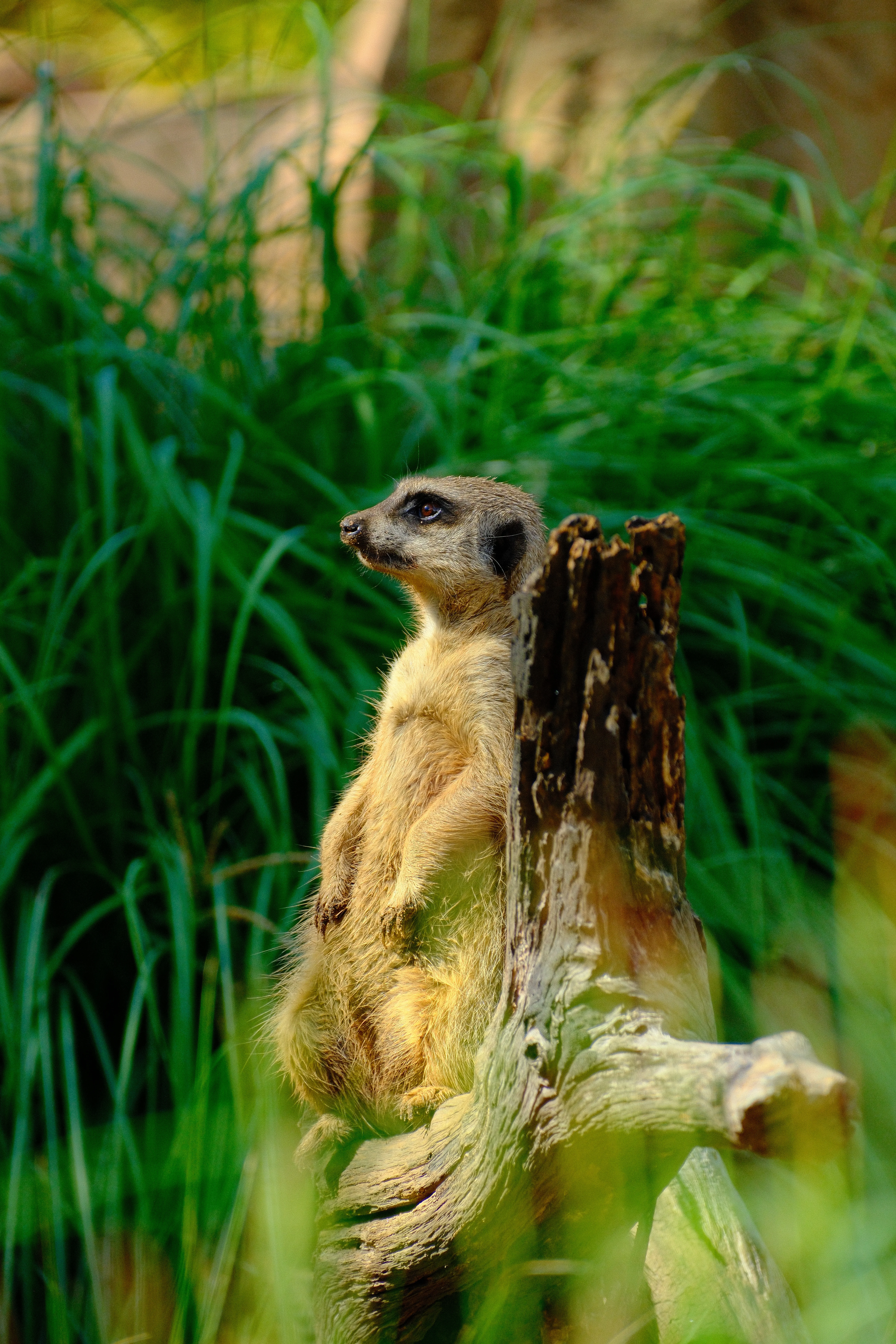 300mm · f/5.6 · 1/600s · ISO 500
FUJIFILM X-T5 · XF70-300mmF4-5.6 R LM OIS WR · Mar 24, 2026
A meerkat rests on a log amidst green grass.
Taronga Zoo, Australia
© Brandon Cook
