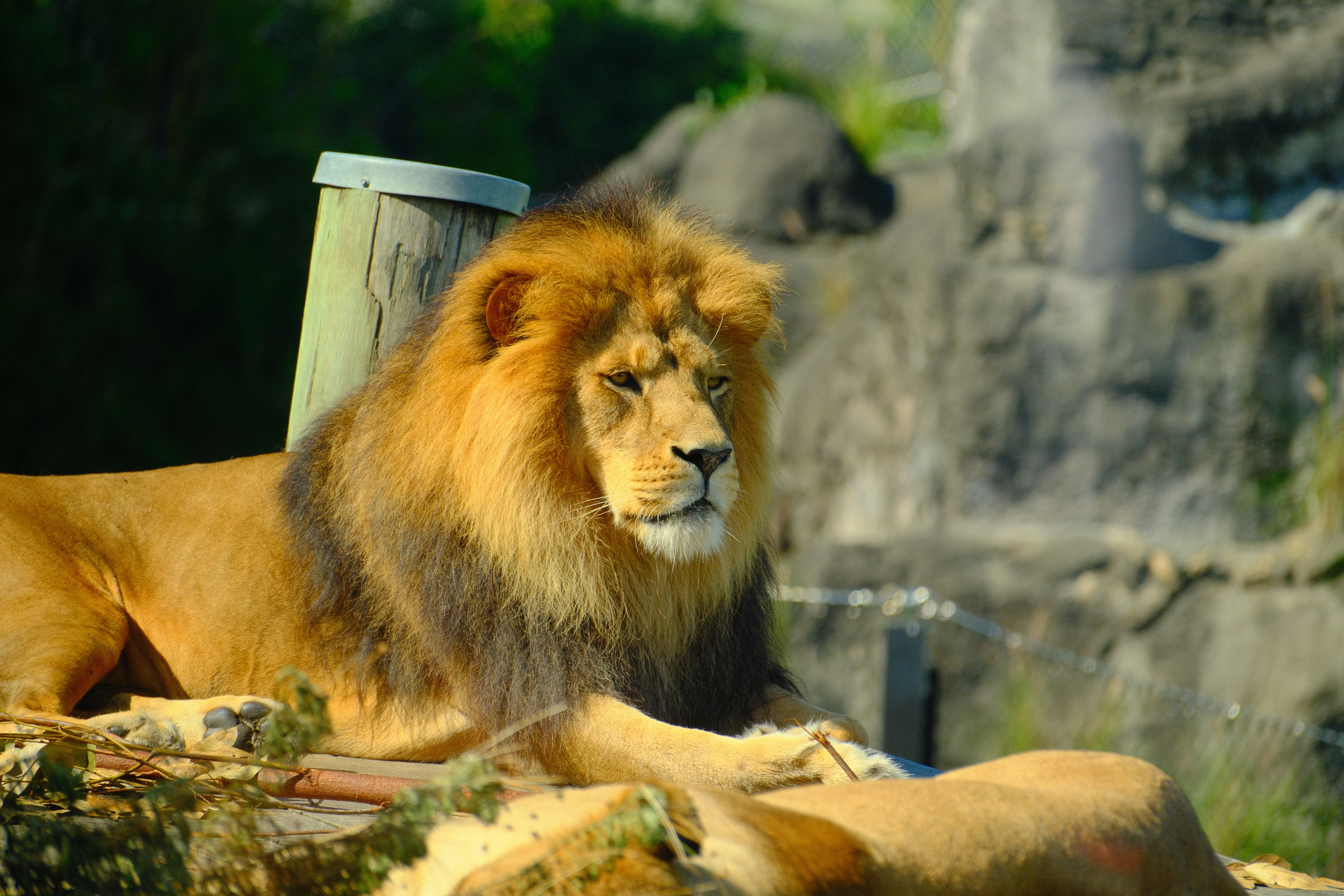 214mm · f/5.6 · 1/1250s · ISO 500
FUJIFILM X-T5 · XF70-300mmF4-5.6 R LM OIS WR · Mar 24, 2026
Majestic male lion with a golden mane resting outdoors.
Taronga Zoo, Australia
© Brandon Cook