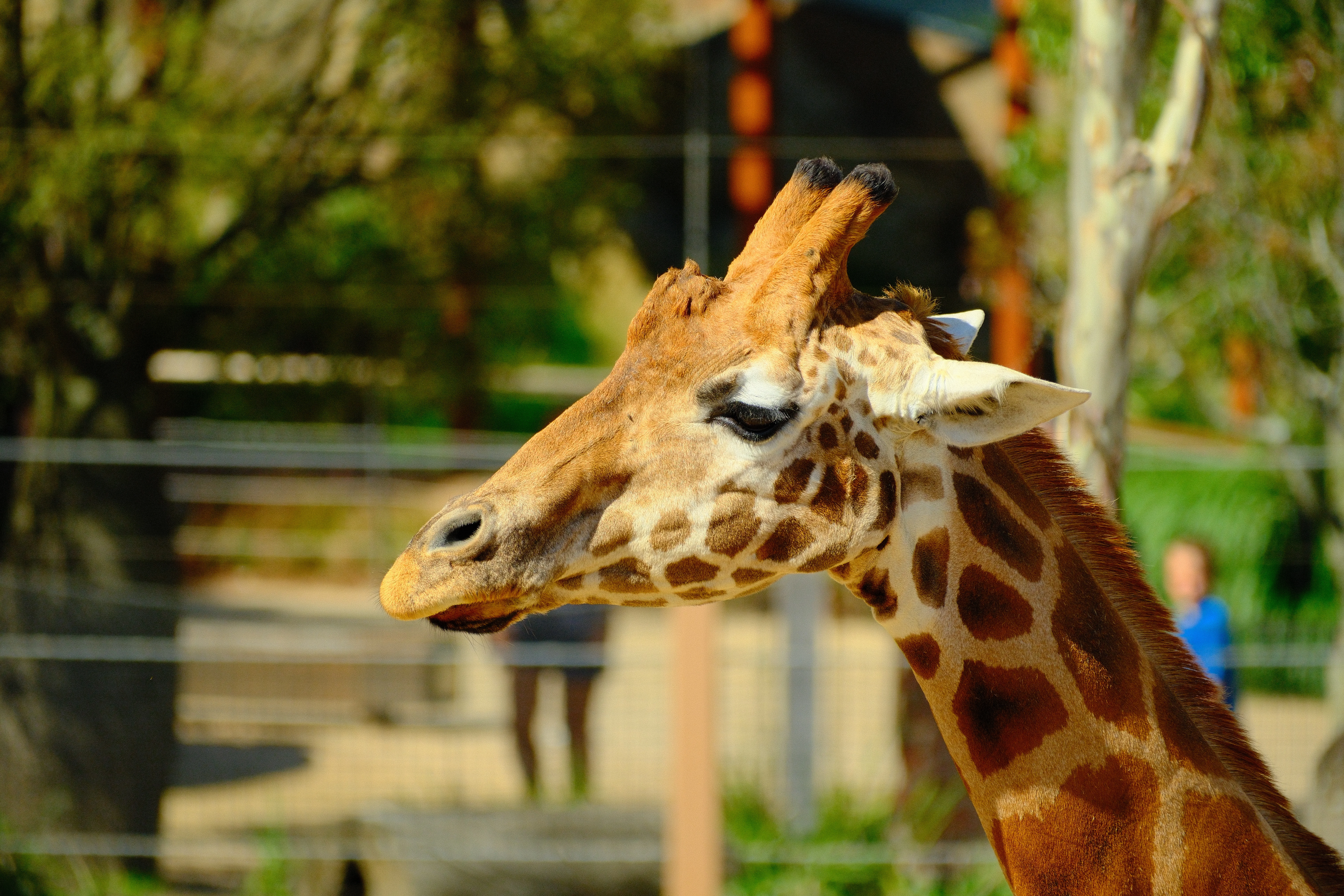 300mm · f/5.6 · 1/1100s · ISO 500
FUJIFILM X-T5 · XF70-300mmF4-5.6 R LM OIS WR · Mar 24, 2026
Side profile of a giraffe's head and patterned neck.
Taronga Zoo, Australia
© Brandon Cook
