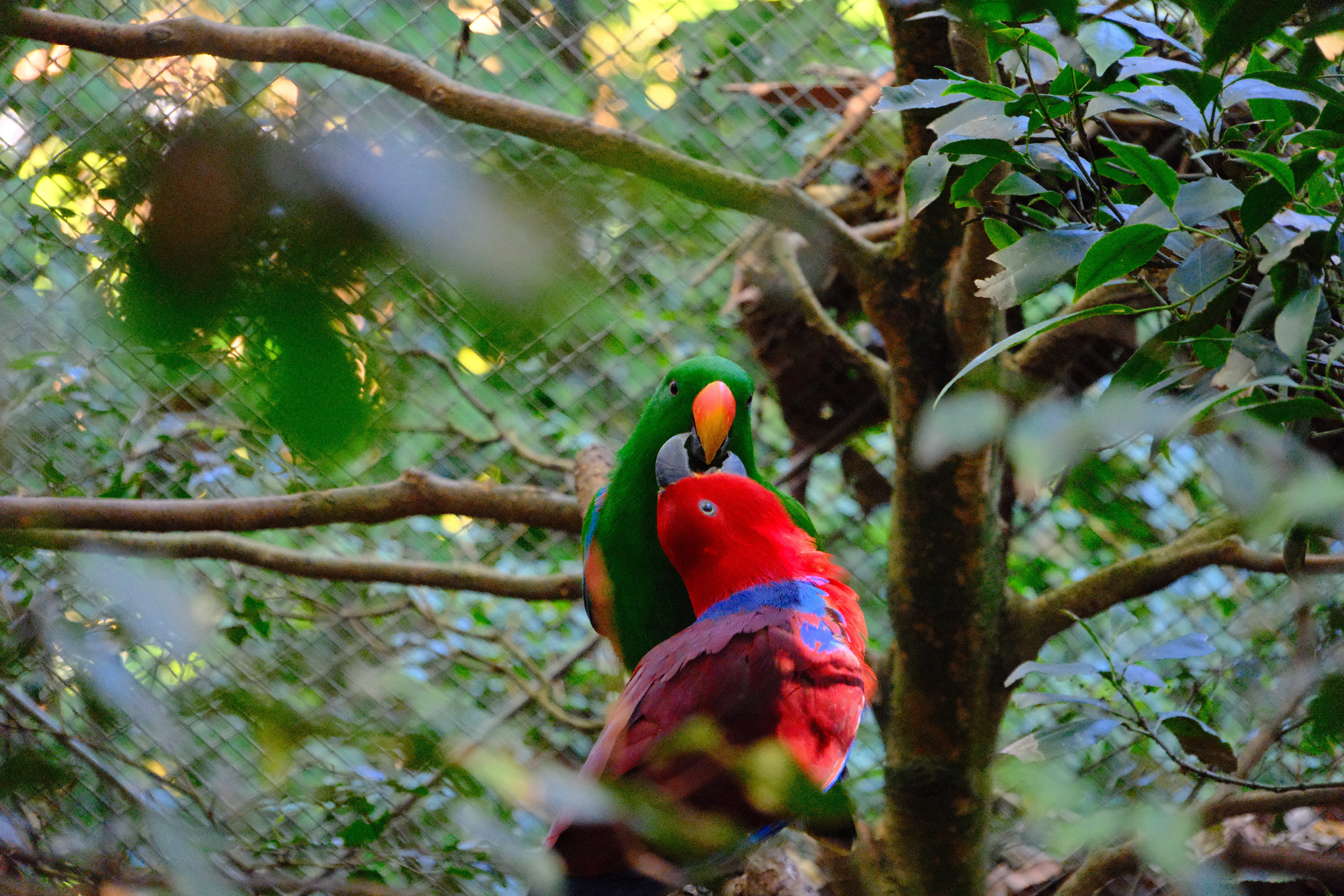 141mm · f/6.3 · 1/100s · ISO 12800
FUJIFILM X-T5 · 16-300mm F3.5-6.7 DC OS | Contemporary 025 · May 30, 2026
Green and red parrots interacting on a leafy tree branch.
Taronga Zoo, Australia
© Brandon Cook