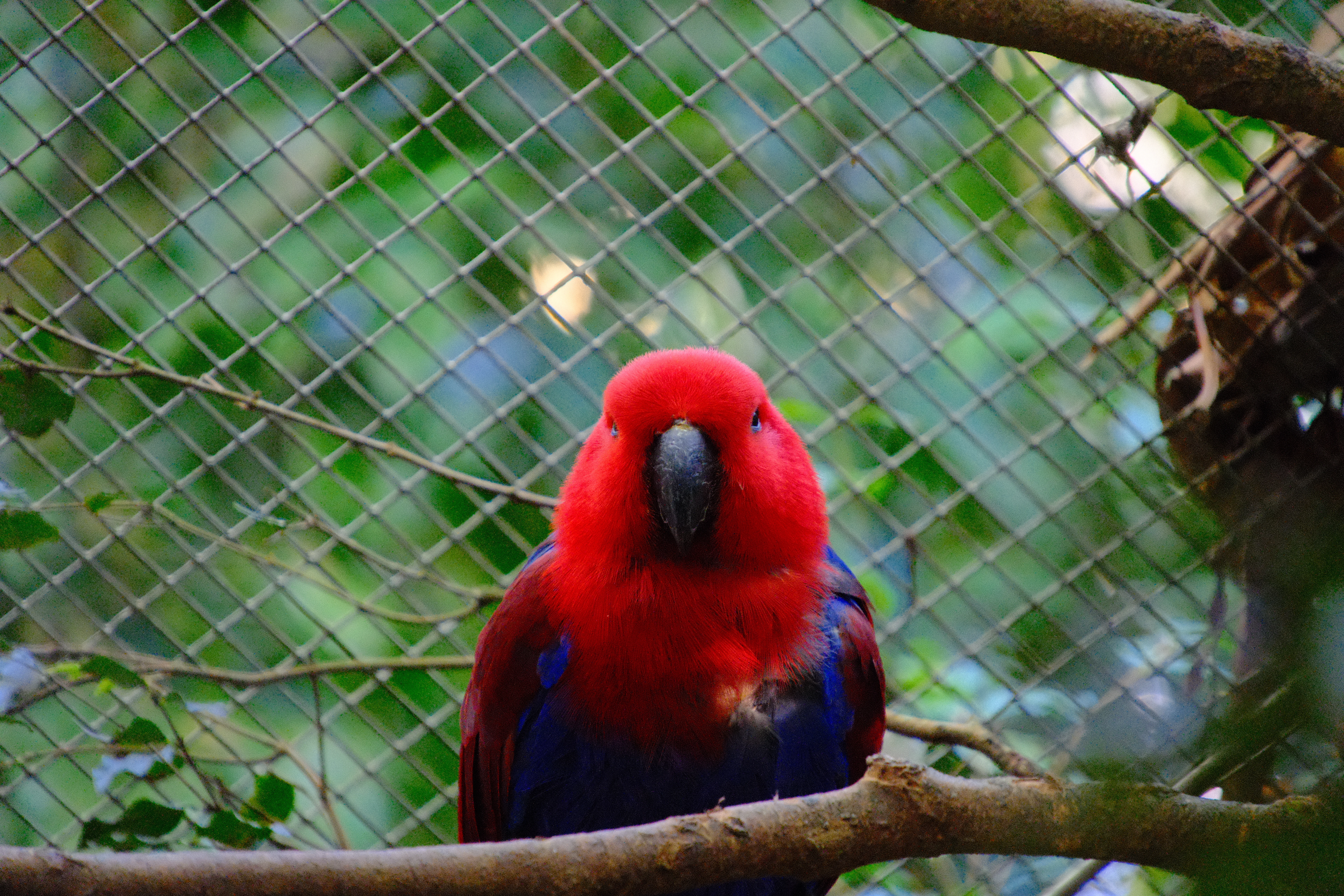300mm · f/6.7 · 1/80s · ISO 12800
FUJIFILM X-T5 · 16-300mm F3.5-6.7 DC OS | Contemporary 025 · May 30, 2026
Vibrant red and blue parrot perched on a tree branch.
Taronga Zoo, Australia
© Brandon Cook