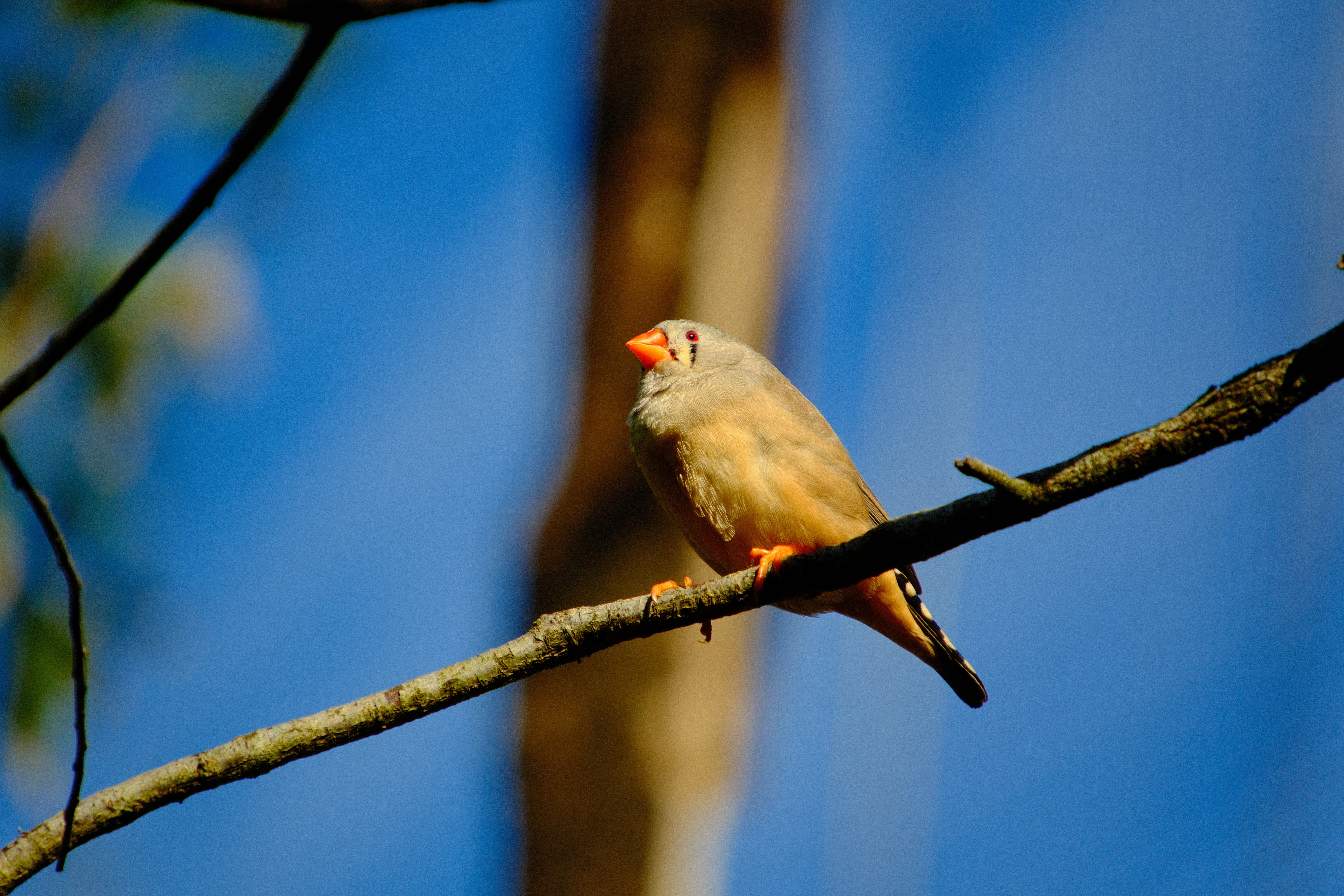 300mm · f/6.7 · 1/750s · ISO 500
FUJIFILM X-T5 · 16-300mm F3.5-6.7 DC OS | Contemporary 025 · May 30, 2026
Small bird with orange beak perched on a tree branch.
Taronga Zoo, Australia
© Brandon Cook