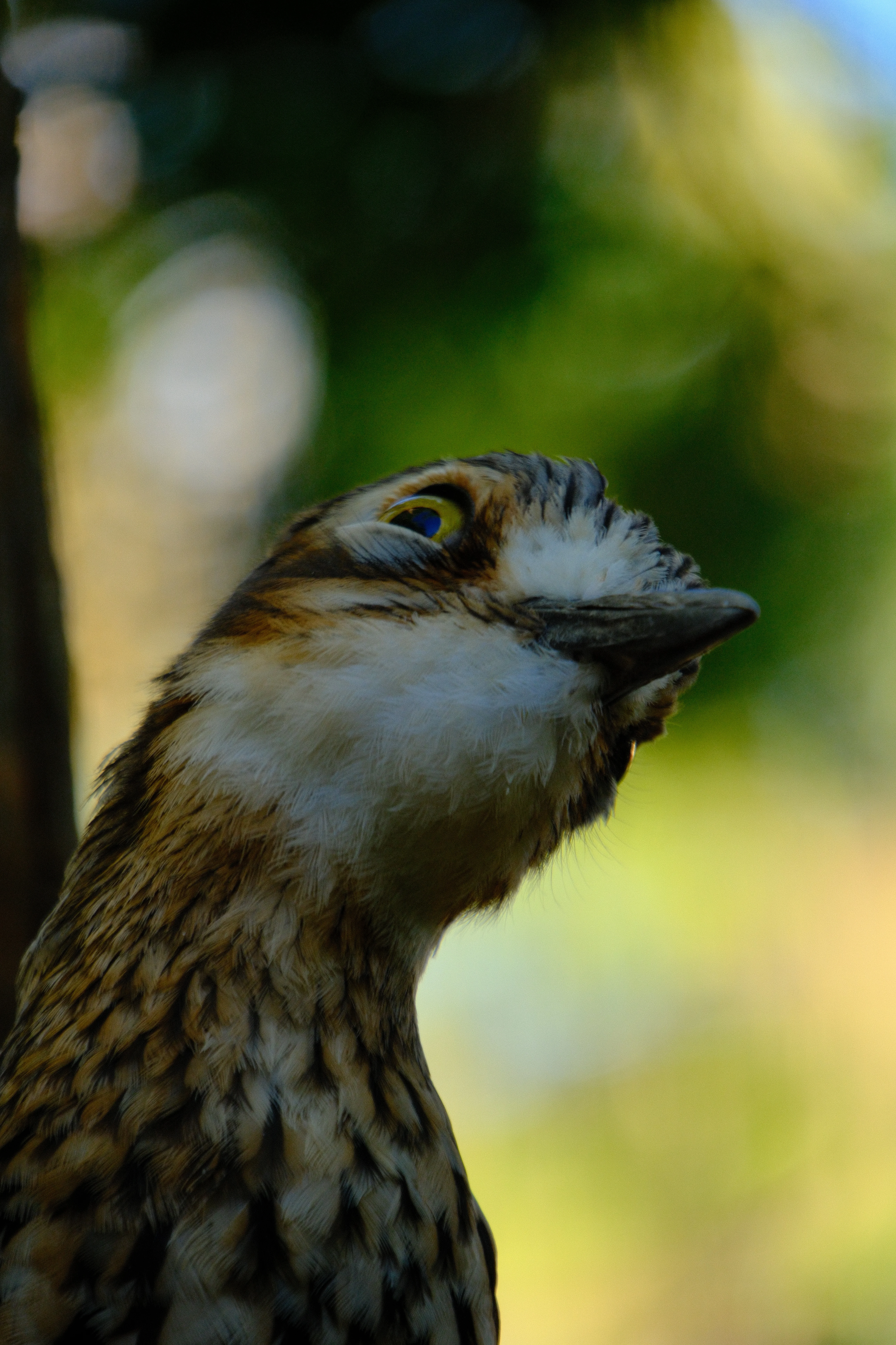 209mm · f/6.7 · 1/125s · ISO 500
FUJIFILM X-T5 · 16-300mm F3.5-6.7 DC OS | Contemporary 025 · May 30, 2026
Close-up of a streaked bird's head with large yellow eye.
Taronga Zoo, Australia
© Brandon Cook