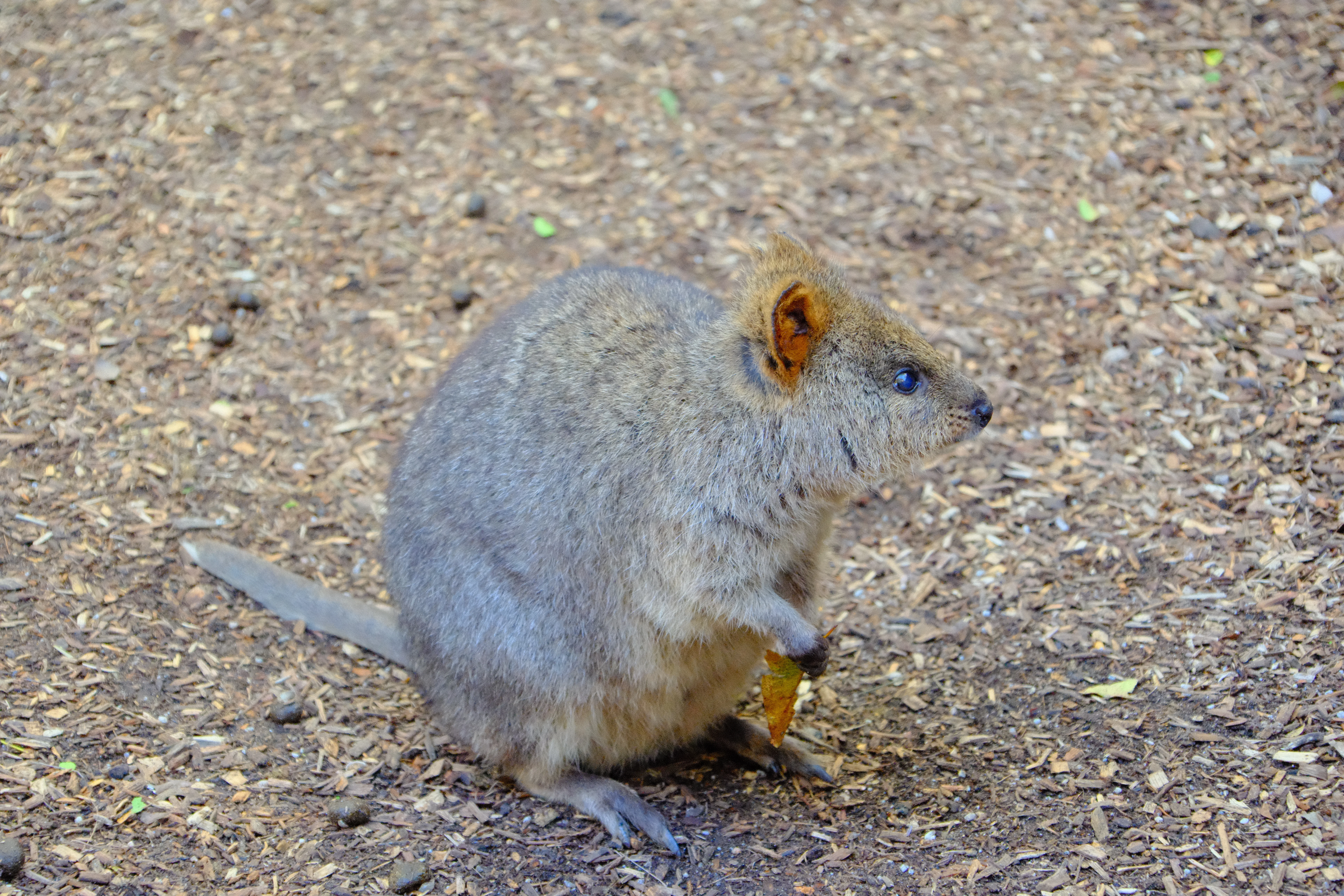 80mm · f/6.3 · 1/125s · ISO 8000
FUJIFILM X-T5 · 16-300mm F3.5-6.7 DC OS | Contemporary 025 · May 30, 2026
Quokka holding a yellow leaf on wood chips in Sydney.
Taronga Zoo, Australia
© Brandon Cook