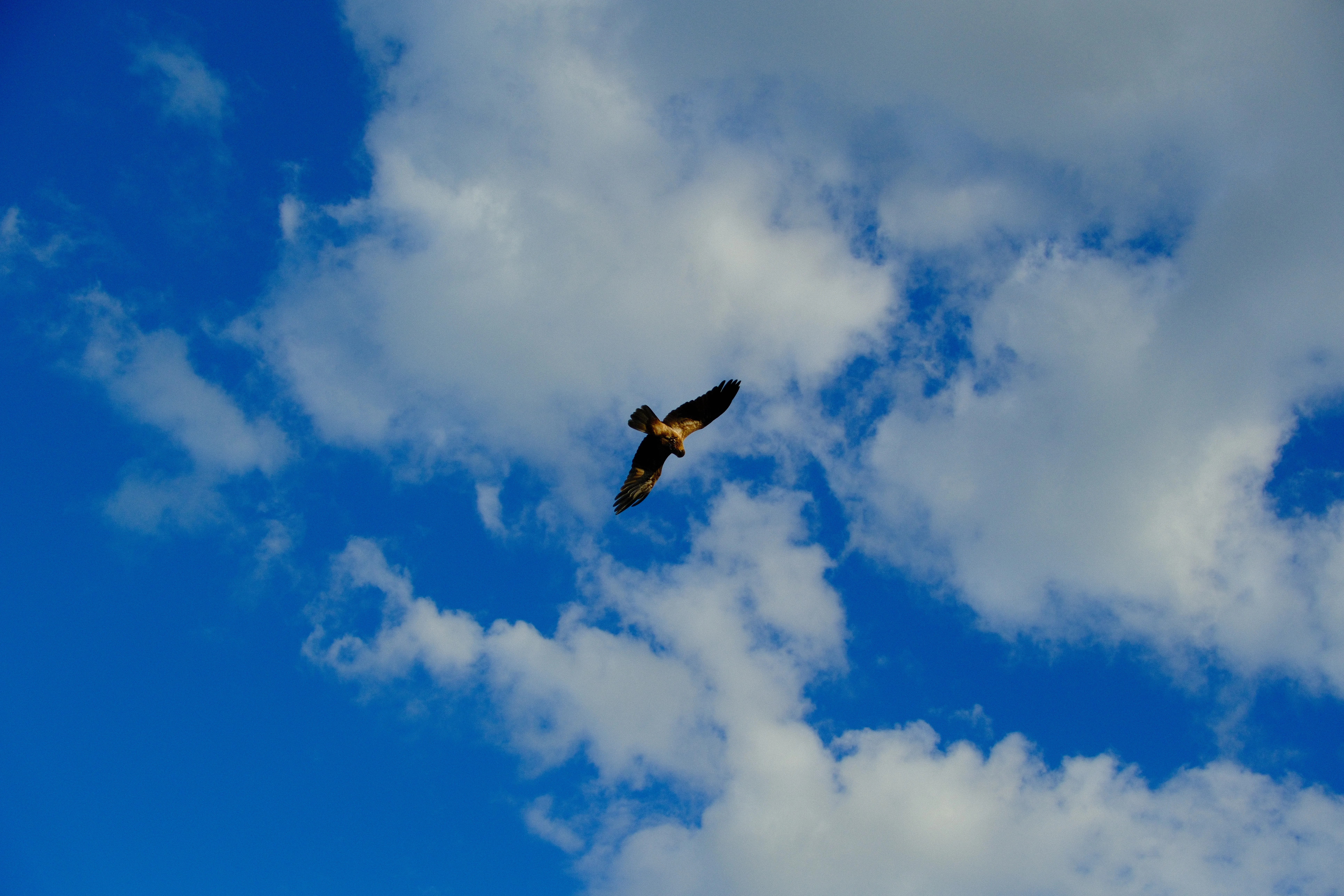 28mm · f/4.5 · 1/3800s · ISO 500
FUJIFILM X-T5 · 16-300mm F3.5-6.7 DC OS | Contemporary 025 · May 30, 2026
A bird of prey soaring across a cloudy blue sky.
Taronga Zoo, Australia
© Brandon Cook