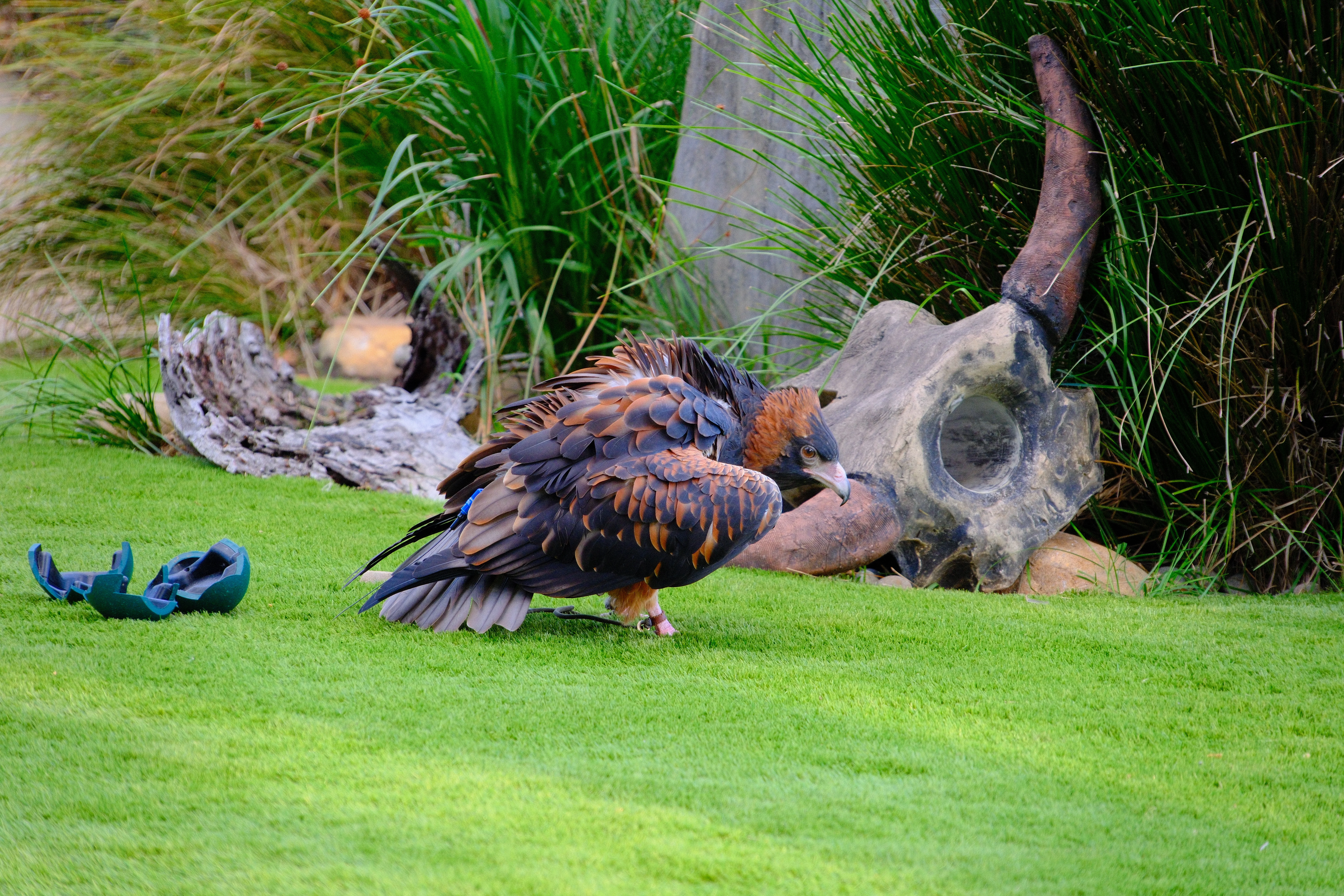 172mm · f/6.3 · 1/125s · ISO 1250
FUJIFILM X-T5 · 16-300mm F3.5-6.7 DC OS | Contemporary 025 · May 30, 2026
Wedge-tailed eagle with ruffled feathers on green grass.
Taronga Zoo, Australia
© Brandon Cook