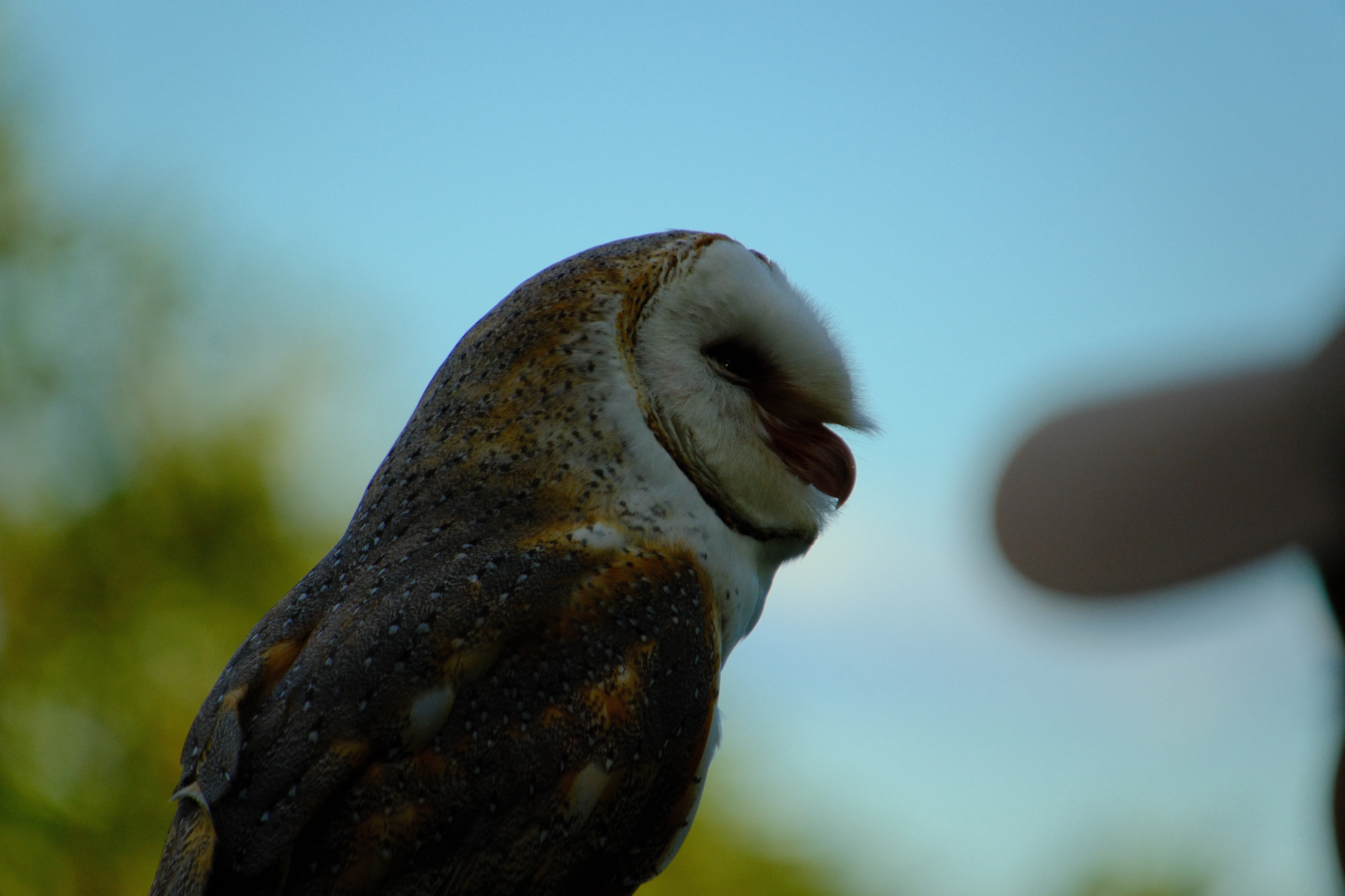 300mm · f/6.7 · 1/640s · ISO 500
FUJIFILM X-T5 · 16-300mm F3.5-6.7 DC OS | Contemporary 025 · May 30, 2026
Barn owl profile with heart-shaped face and open beak.
Taronga Zoo, Australia
© Brandon Cook