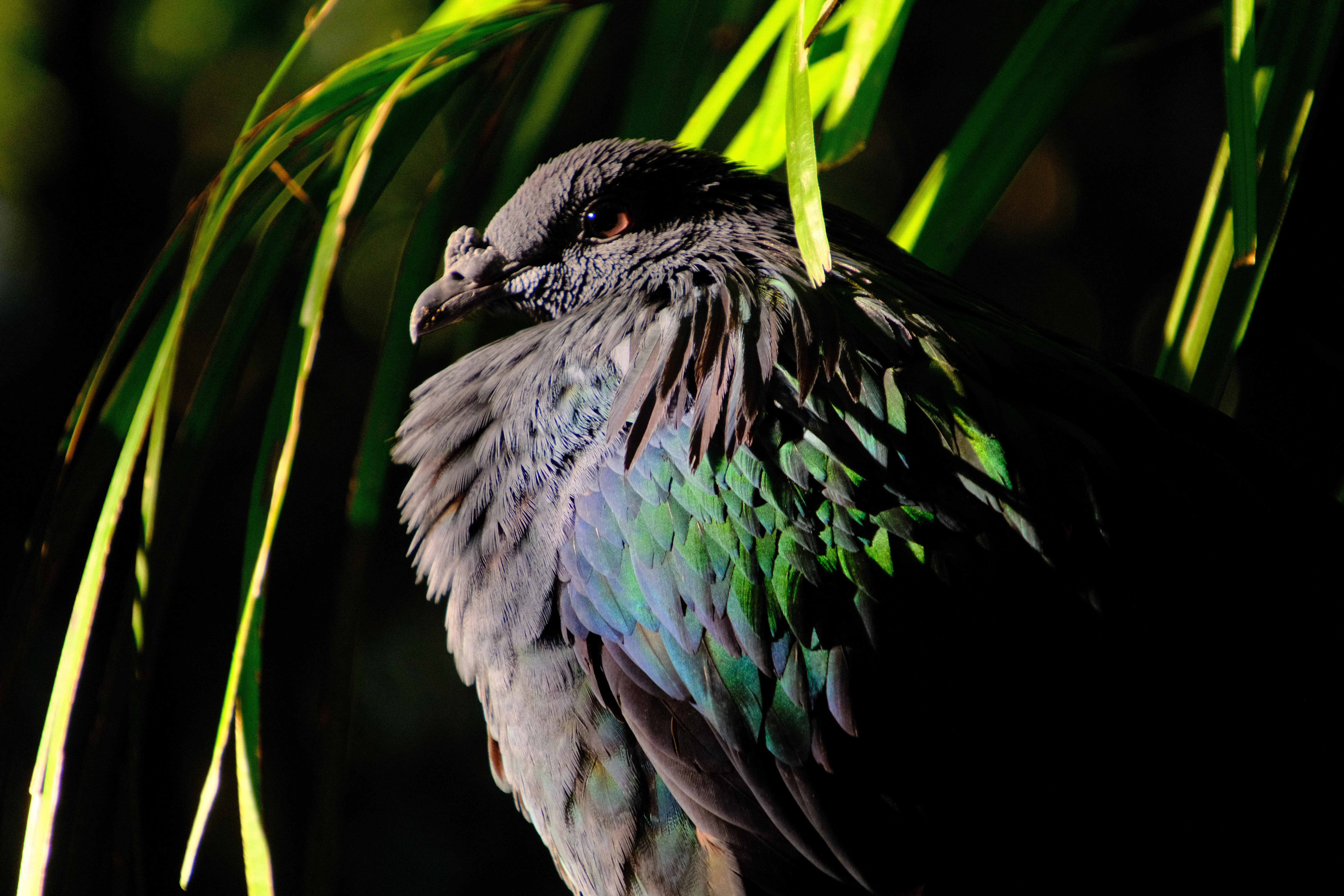 300mm · f/6.7 · 1/125s · ISO 2500
FUJIFILM X-T5 · 16-300mm F3.5-6.7 DC OS | Contemporary 025 · May 30, 2026
Iridescent Nicobar pigeon with metallic green feathers among palm leaves.
Taronga Zoo, Australia
© Brandon Cook