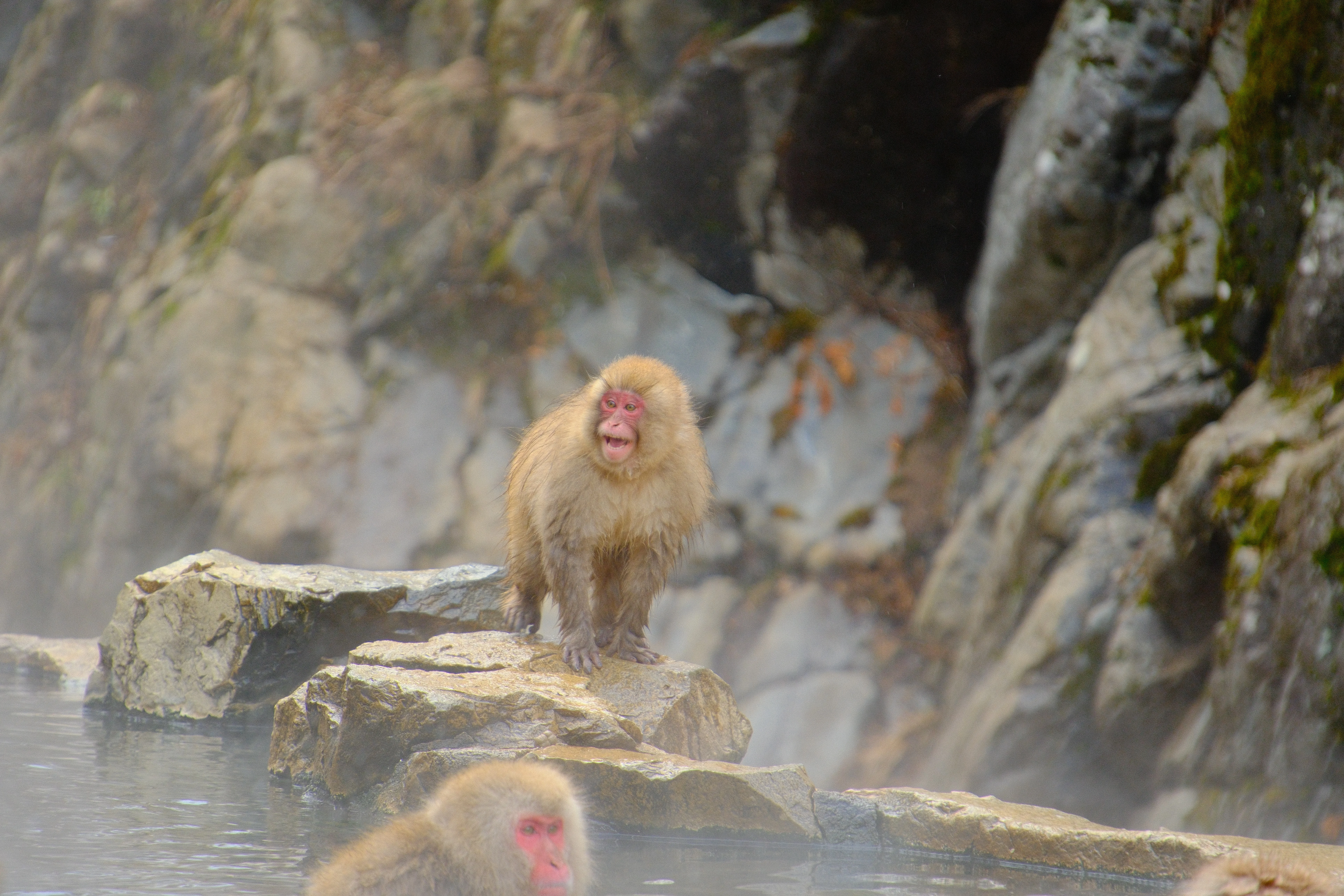 231mm · f/6.7 · 1/125s · ISO 800
FUJIFILM X-T5 · 16-300mm F3.5-6.7 DC OS | Contemporary 025 · Jan 18, 2026
Snow monkeys resting near steaming hot springs in Jigokudani, Japan.
Jigokudani, Japan
© Brandon Cook