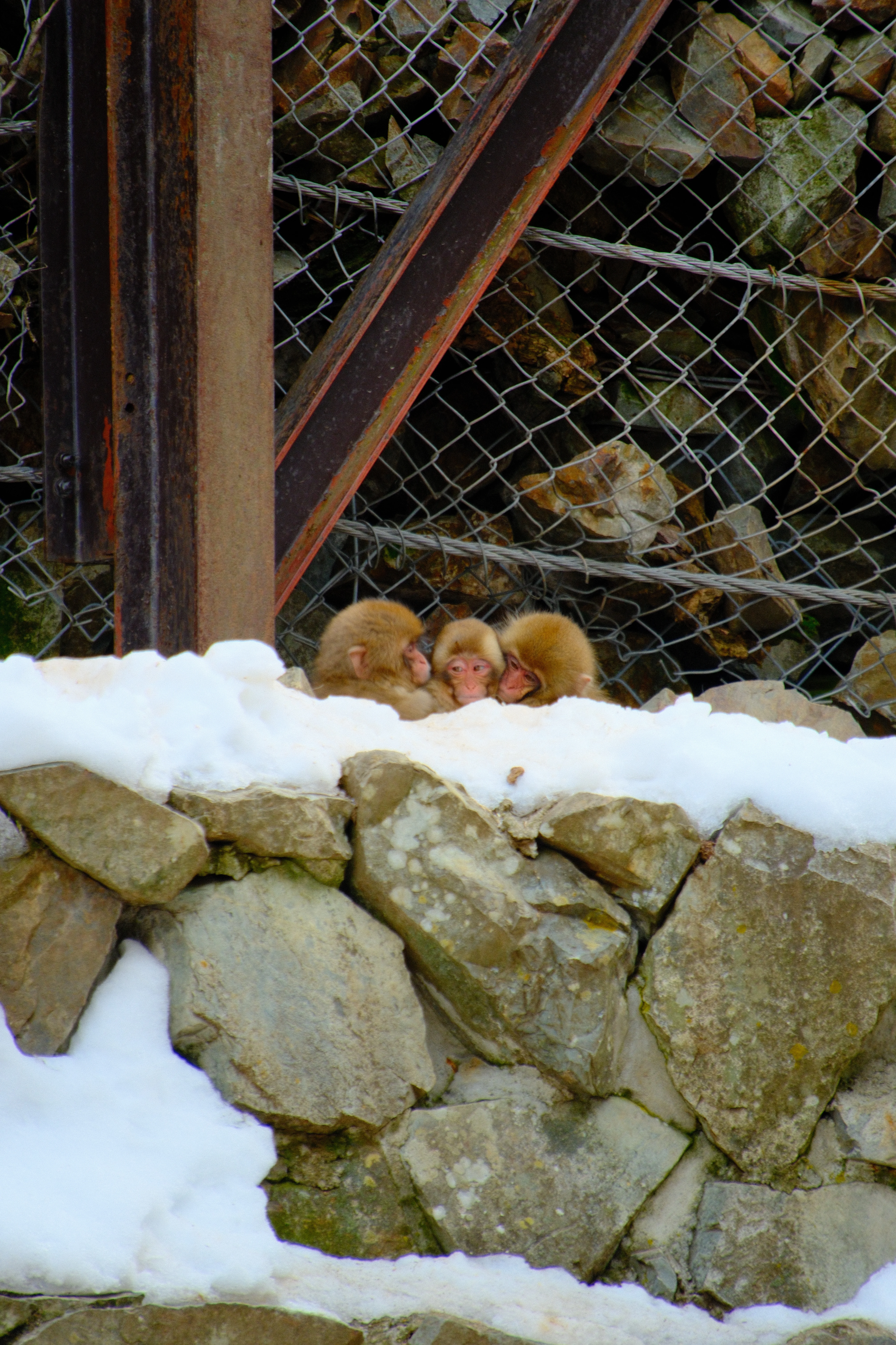 300mm · f/6.7 · 1/125s · ISO 640
FUJIFILM X-T5 · 16-300mm F3.5-6.7 DC OS | Contemporary 025 · Jan 18, 2026
Three baby monkeys huddling behind a snowy stone wall.
Jigokudani, Japan
© Brandon Cook