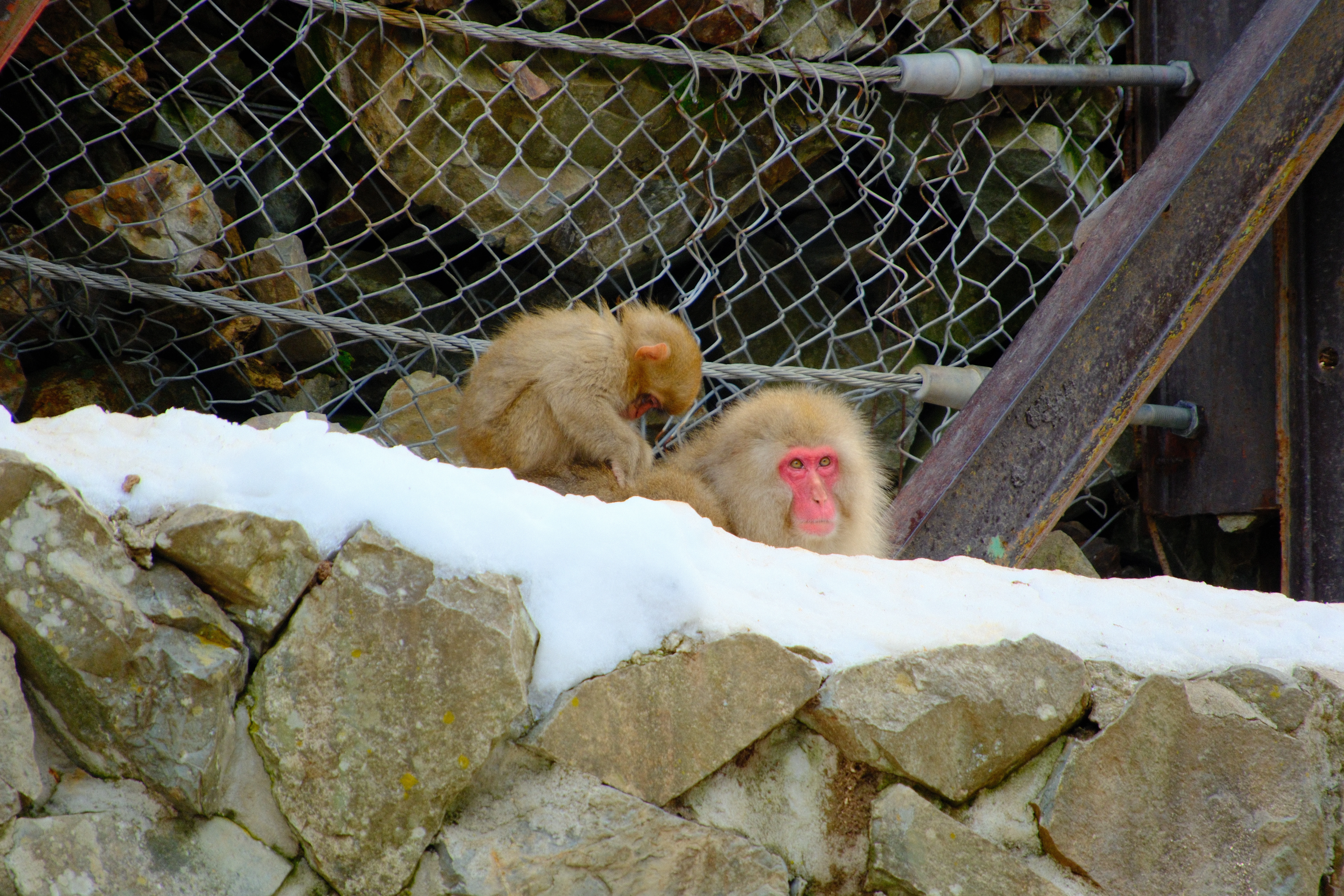 300mm · f/6.7 · 1/125s · ISO 800
FUJIFILM X-T5 · 16-300mm F3.5-6.7 DC OS | Contemporary 025 · Jan 18, 2026
Two Japanese macaques grooming behind a snowy rock ledge.
Jigokudani, Japan
© Brandon Cook