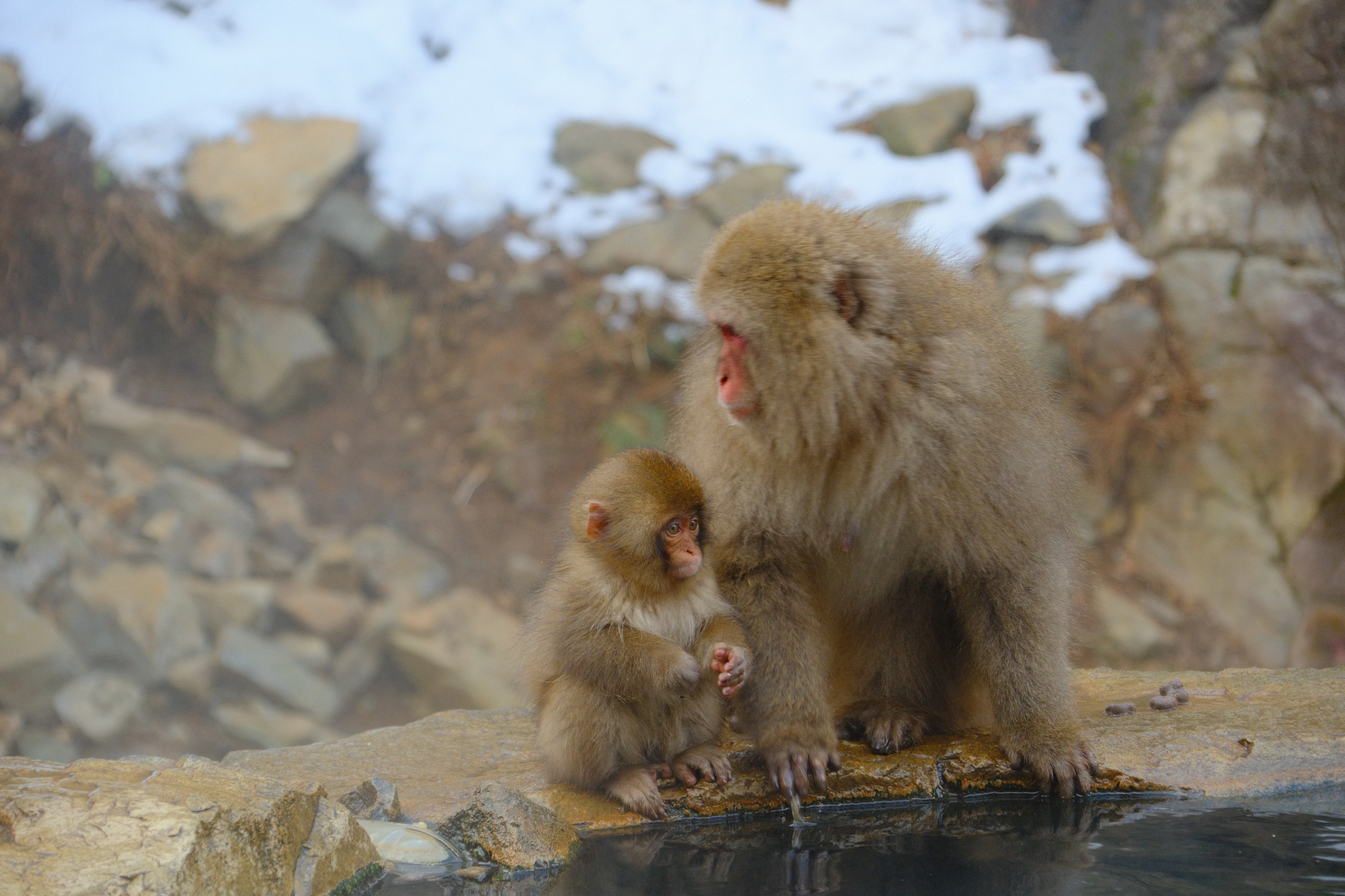 99mm · f/6.3 · 1/125s · ISO 500
FUJIFILM X-T5 · 16-300mm F3.5-6.7 DC OS | Contemporary 025 · Jan 18, 2026
Mother and baby snow monkeys sitting beside a hot spring.
Jigokudani, Japan
© Brandon Cook