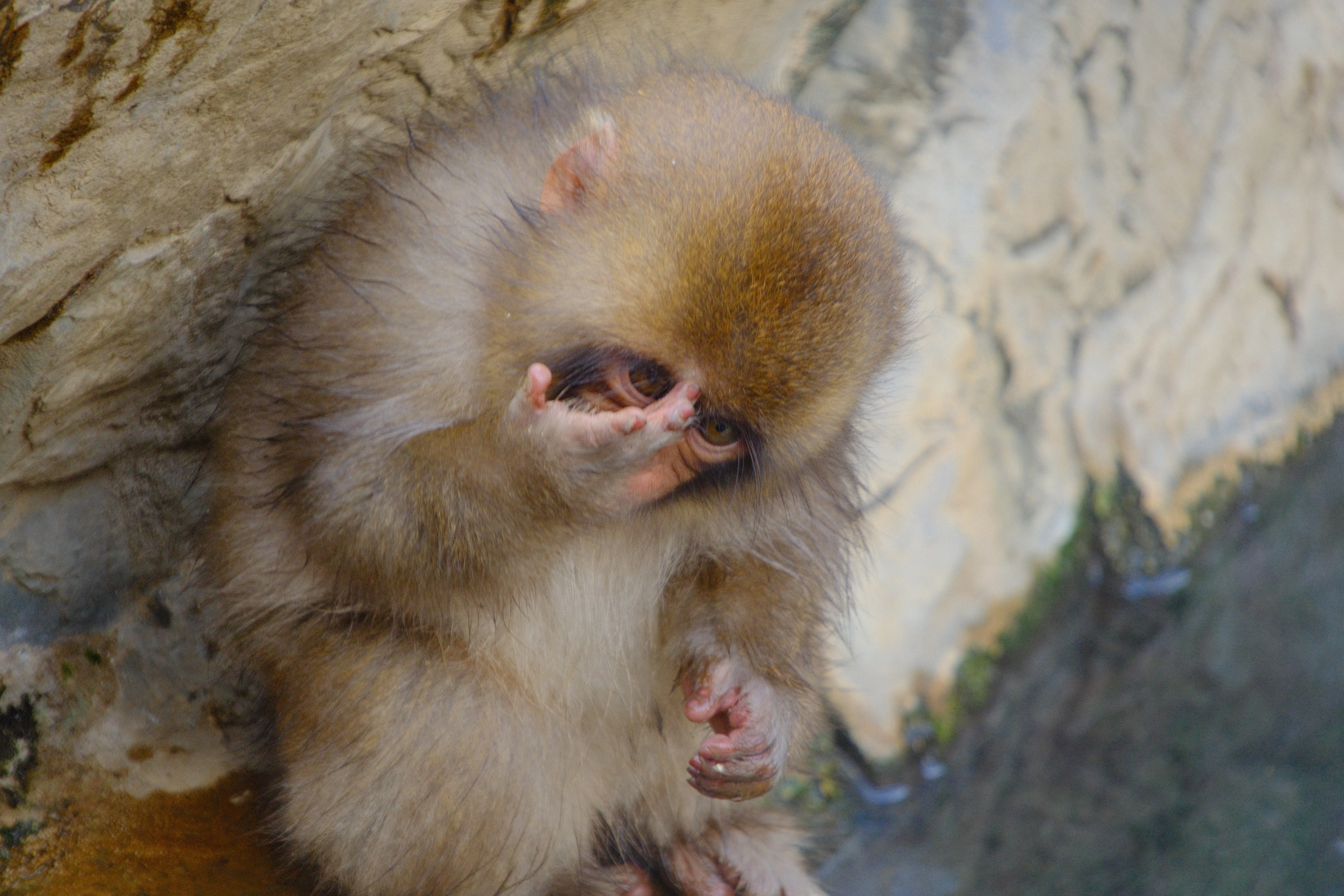 209mm · f/6.7 · 1/125s · ISO 1000
FUJIFILM X-T5 · 16-300mm F3.5-6.7 DC OS | Contemporary 025 · Jan 18, 2026
A young snow monkey rubbing its eye in Jigokudani, Japan.
Jigokudani, Japan
© Brandon Cook