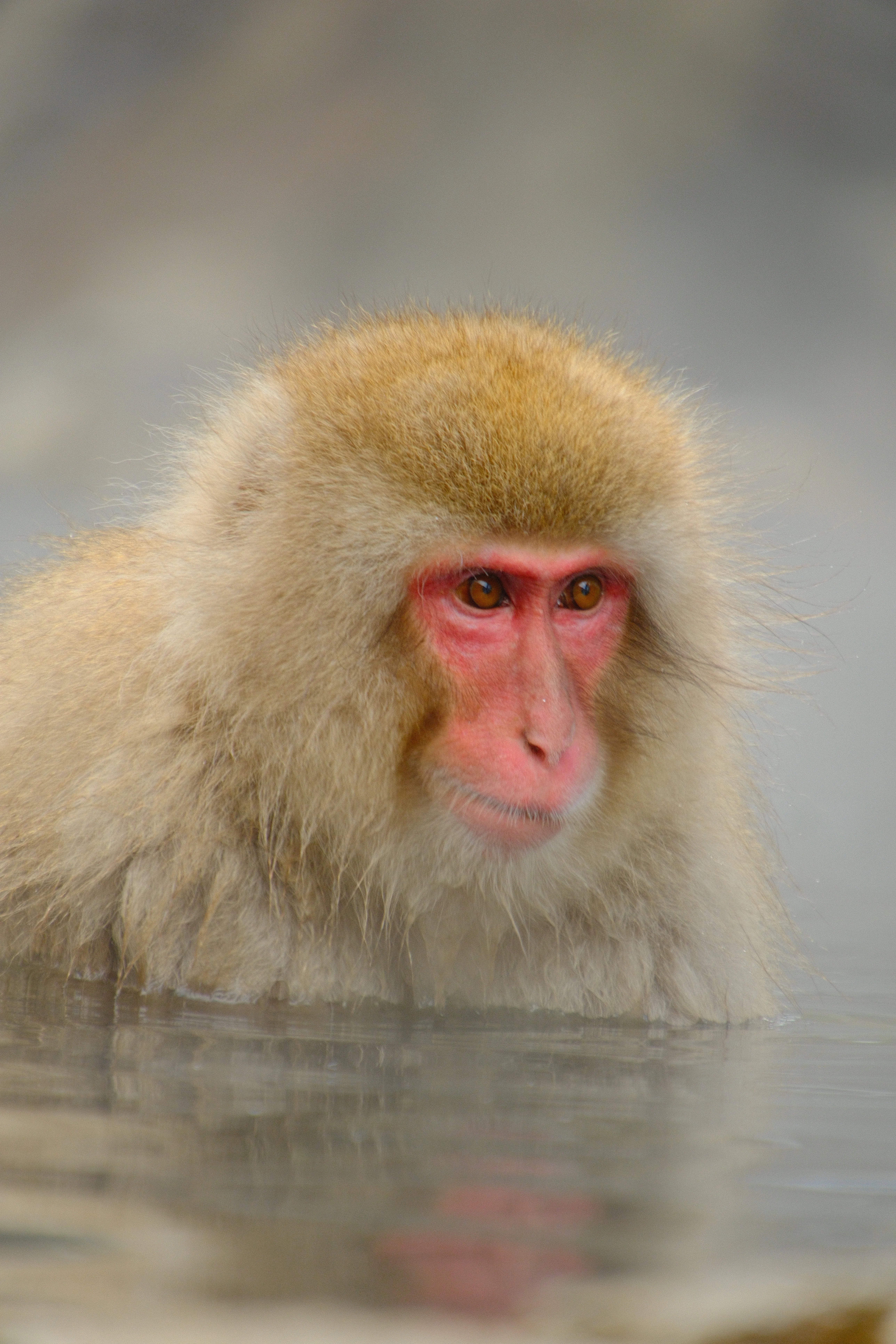 300mm · f/6.7 · 1/125s · ISO 640
FUJIFILM X-T5 · 16-300mm F3.5-6.7 DC OS | Contemporary 025 · Jan 18, 2026
Japanese macaque with pink face reflected in still water.
Jigokudani, Japan
© Brandon Cook