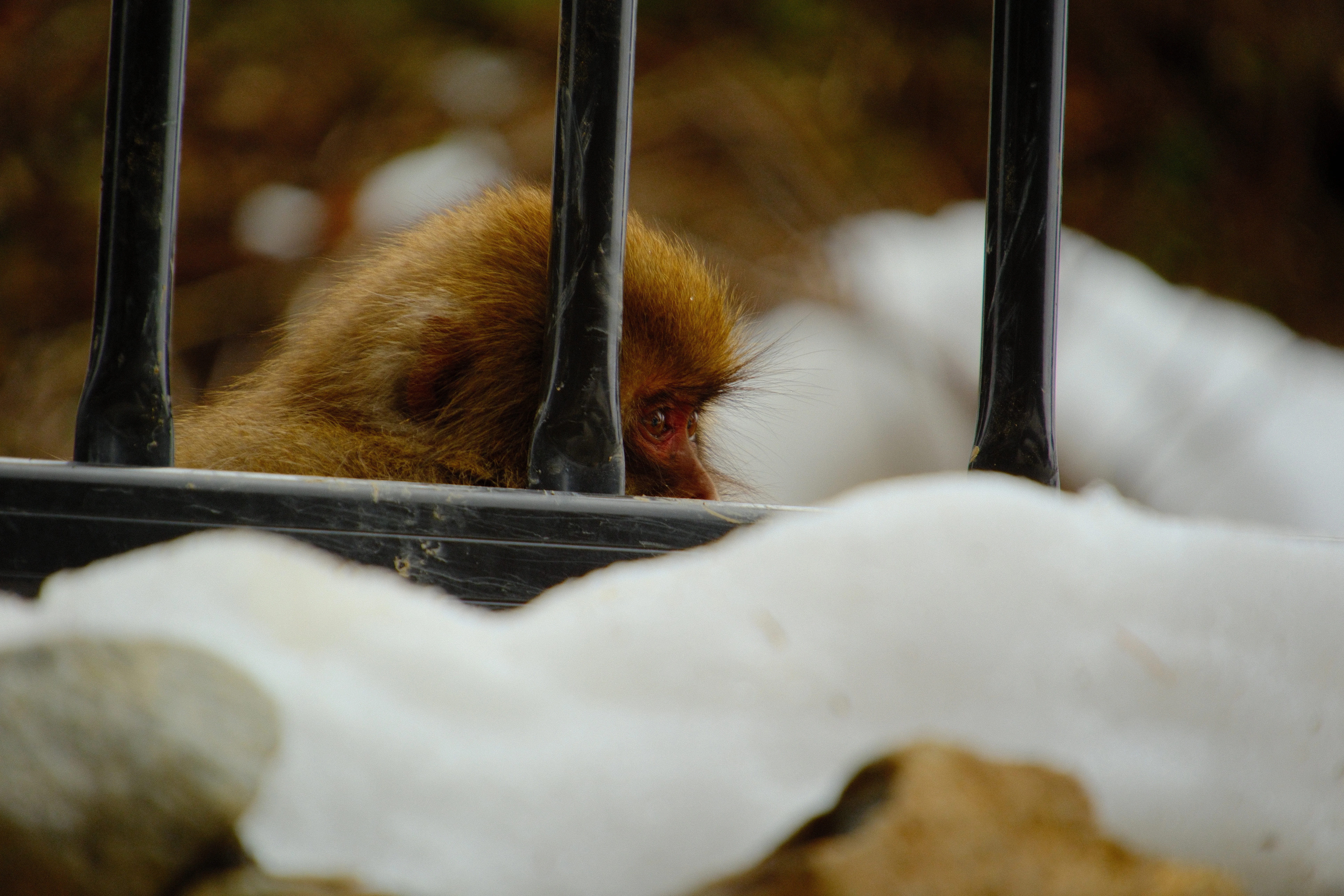 300mm · f/6.7 · 1/210s · ISO 500
FUJIFILM X-T5 · 16-300mm F3.5-6.7 DC OS | Contemporary 025 · Jan 18, 2026
Japanese macaque peering through black railings in snowy Jigokudani.
Jigokudani, Japan
© Brandon Cook