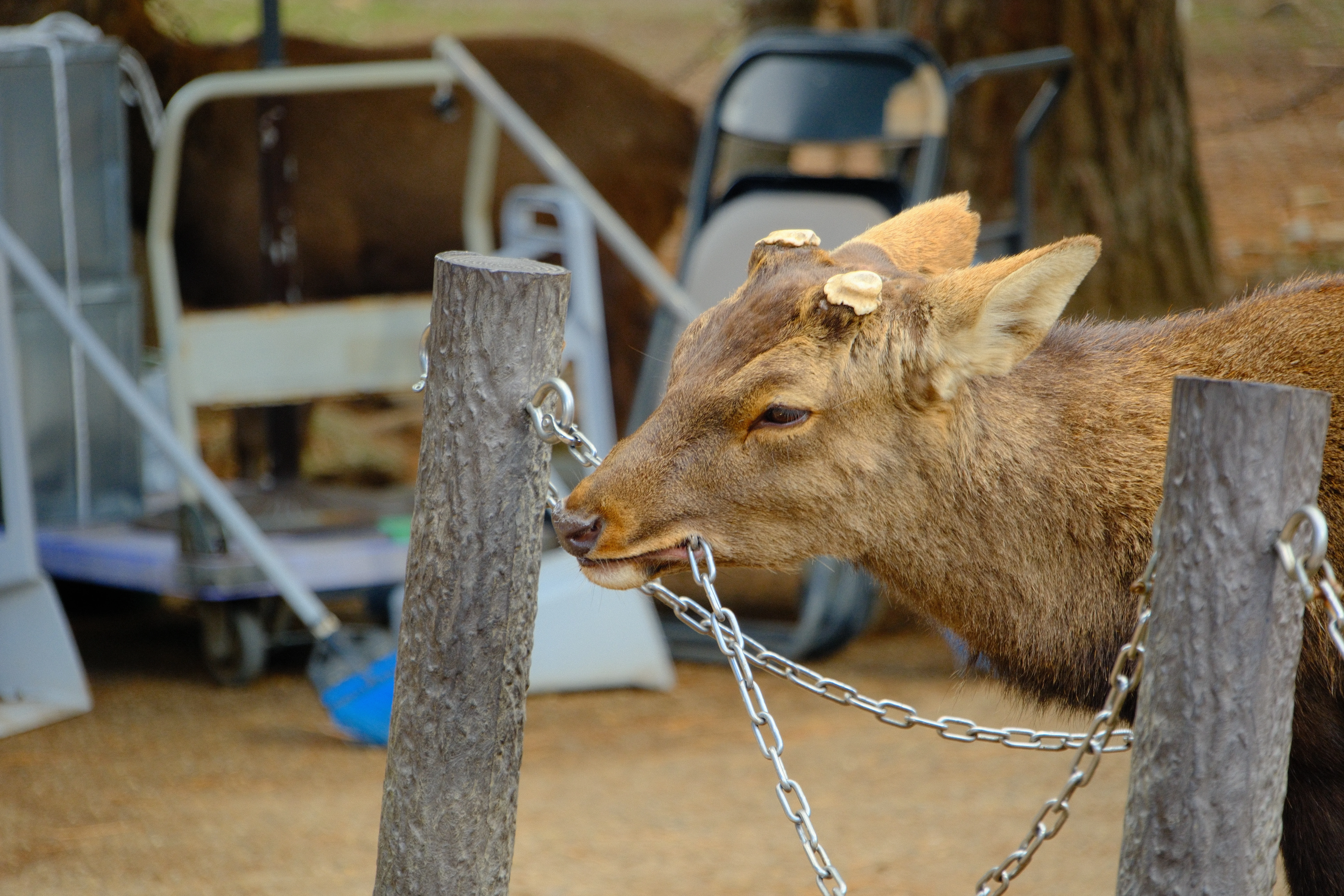 156mm · f/6.3 · 1/140s · ISO 500
FUJIFILM X-T5 · 16-300mm F3.5-6.7 DC OS | Contemporary 025 · Jan 8, 2026
Nara deer biting a metal chain between two wooden posts.
Nara, Japan
© Brandon Cook