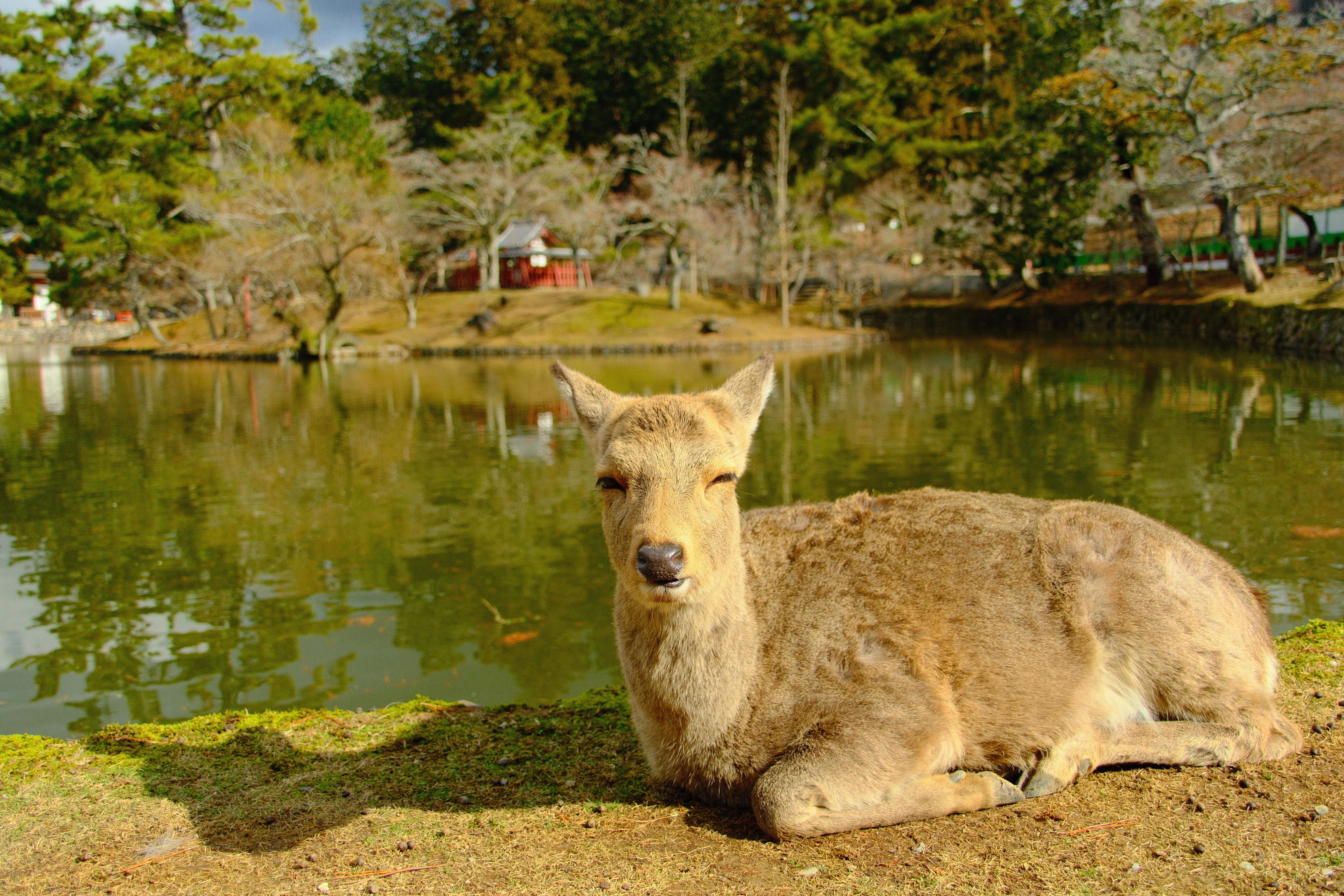 22mm · f/4 · 1/2400s · ISO 500
FUJIFILM X-T5 · 16-300mm F3.5-6.7 DC OS | Contemporary 025 · Jan 8, 2026
A deer rests peacefully by a pond in Nara, Japan.
Nara, Japan
© Brandon Cook