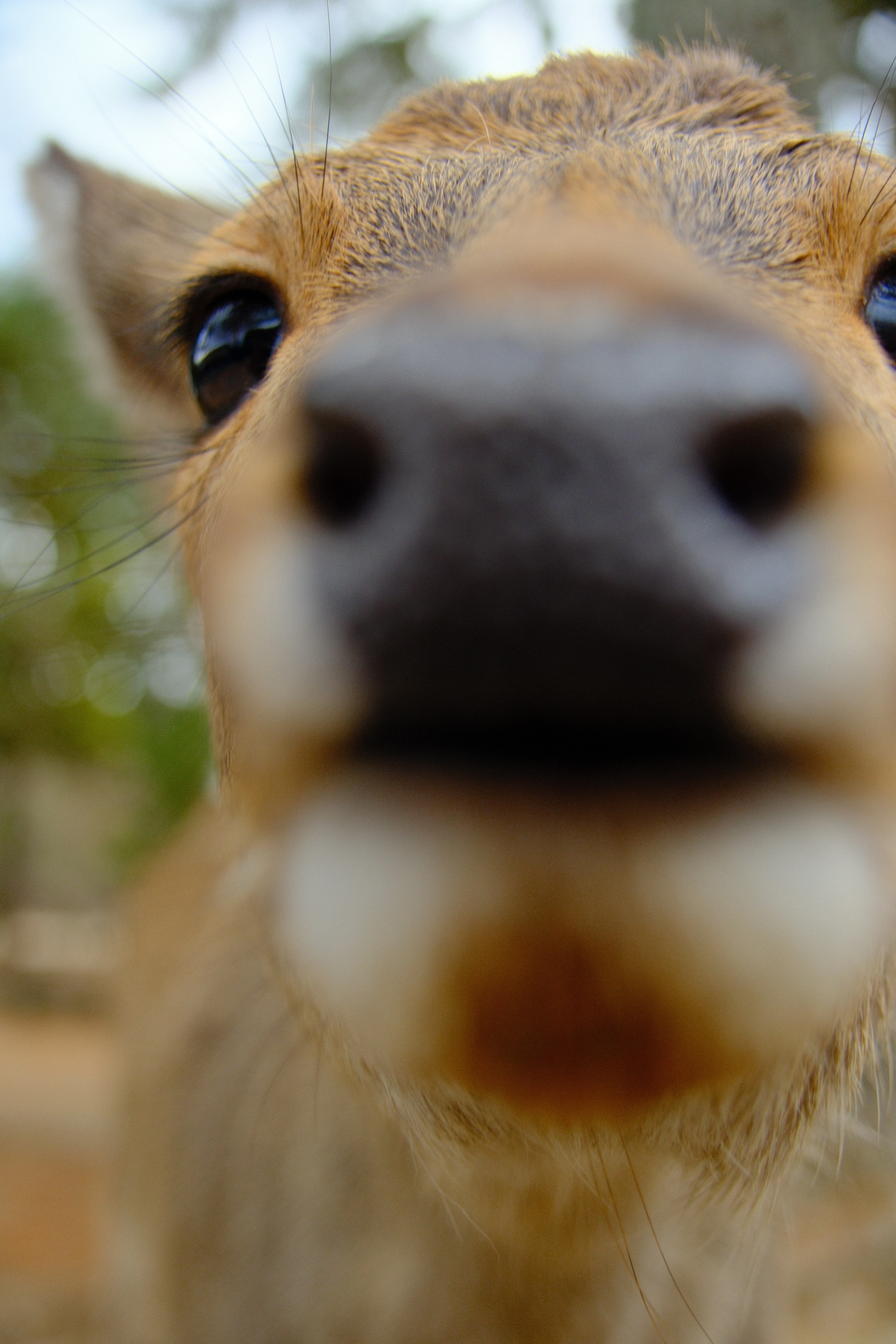 30mm · f/4.5 · 1/300s · ISO 500
FUJIFILM X-T5 · 16-300mm F3.5-6.7 DC OS | Contemporary 025 · Jan 8, 2026
Extreme close-up of a curious Nara deer sniffing the camera.
Nara, Japan
© Brandon Cook