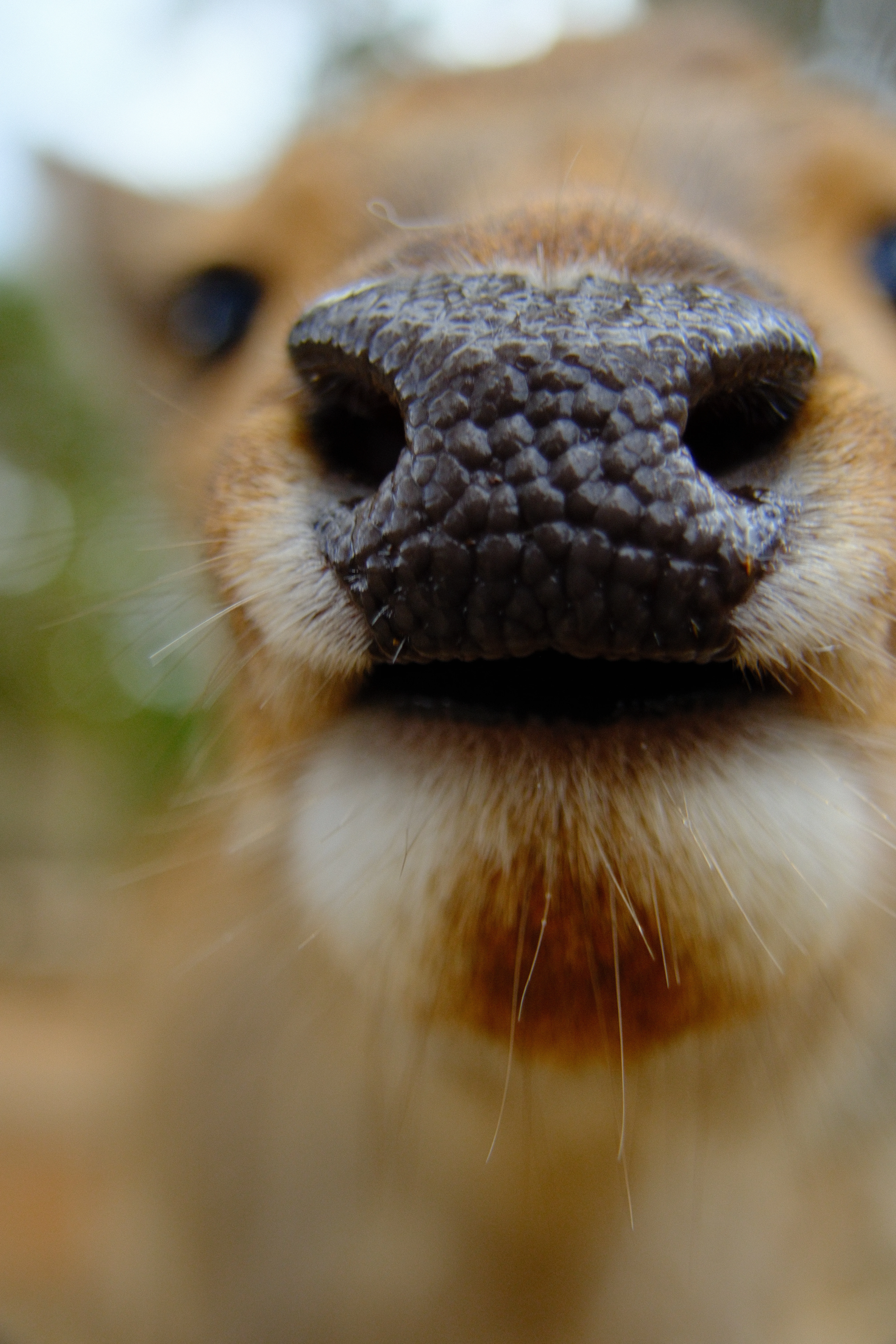 30mm · f/4.5 · 1/300s · ISO 500
FUJIFILM X-T5 · 16-300mm F3.5-6.7 DC OS | Contemporary 025 · Jan 8, 2026
Extreme close-up of a curious Nara deer's textured nose.
Nara, Japan
© Brandon Cook