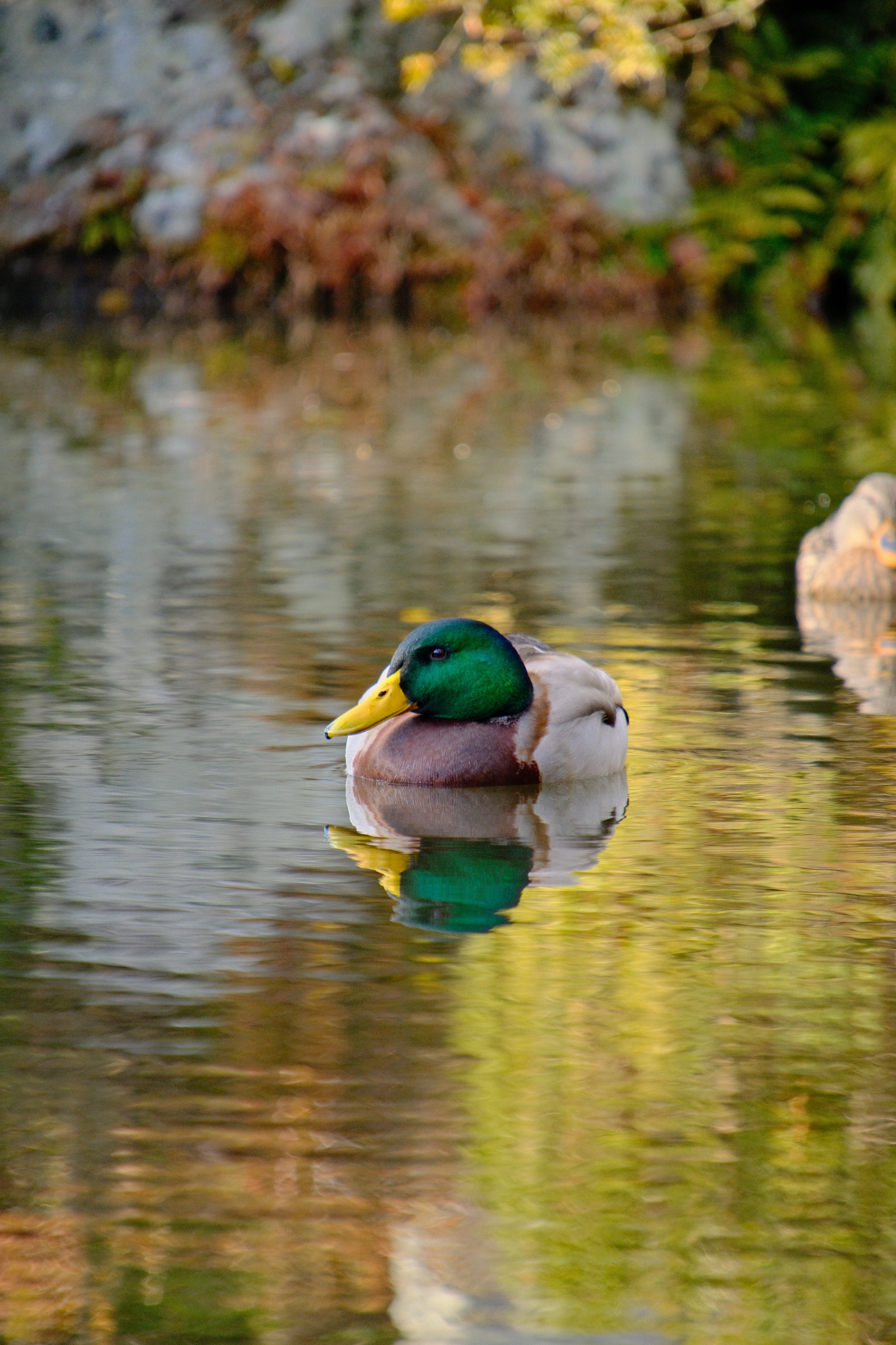 300mm · f/6.7 · 1/125s · ISO 800
FUJIFILM X-T5 · 16-300mm F3.5-6.7 DC OS | Contemporary 025 · Jan 9, 2026
Mallard duck reflected vertically in rippling Kyoto pond water.
Kyoto, Japan
© Brandon Cook