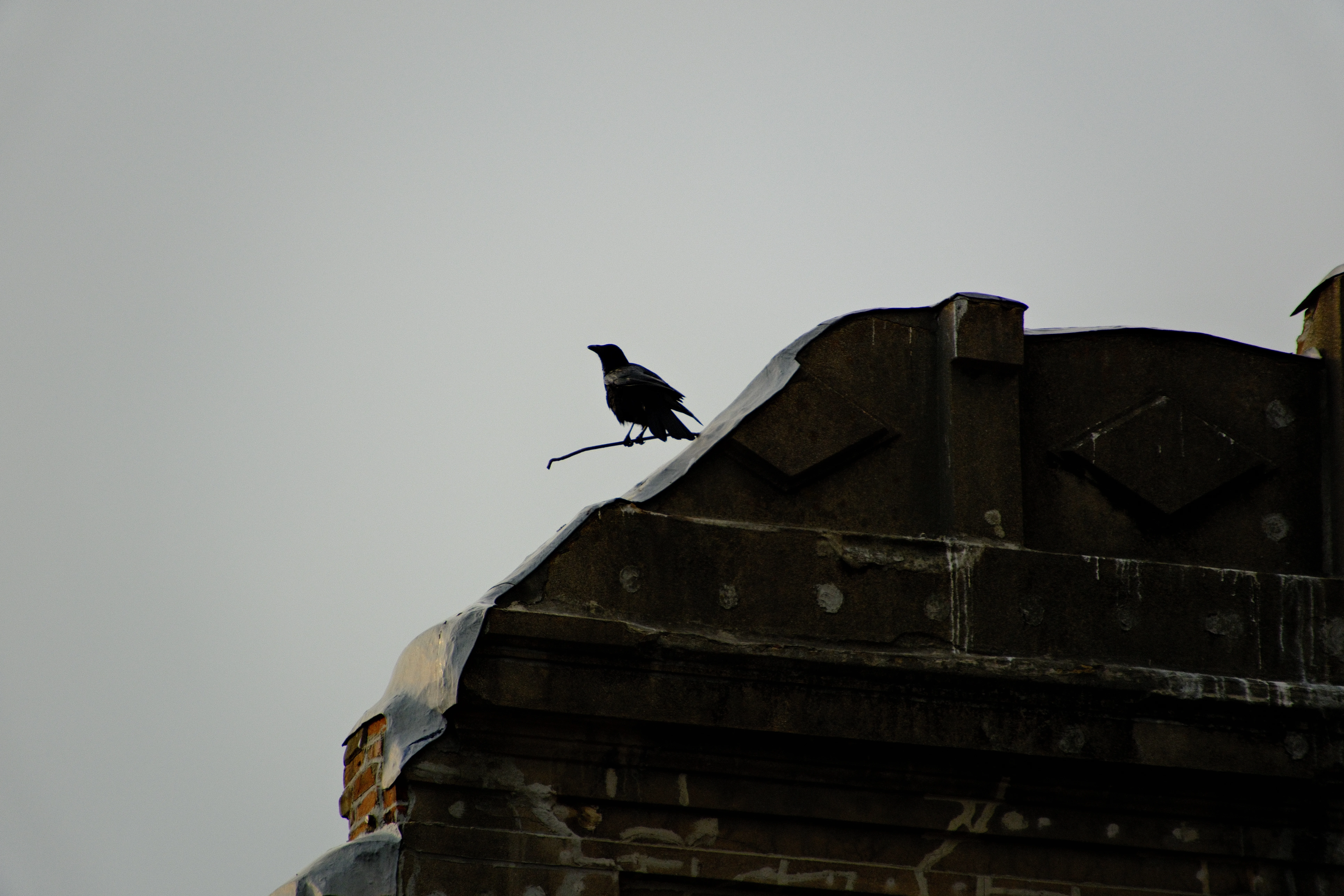 278mm · f/6.7 · 1/1250s · ISO 500
FUJIFILM X-T5 · 16-300mm F3.5-6.7 DC OS | Contemporary 025 · Jan 11, 2026
Silhouette of a crow on a ledge in Hiroshima, Japan.
Hiroshima, Japan
© Brandon Cook