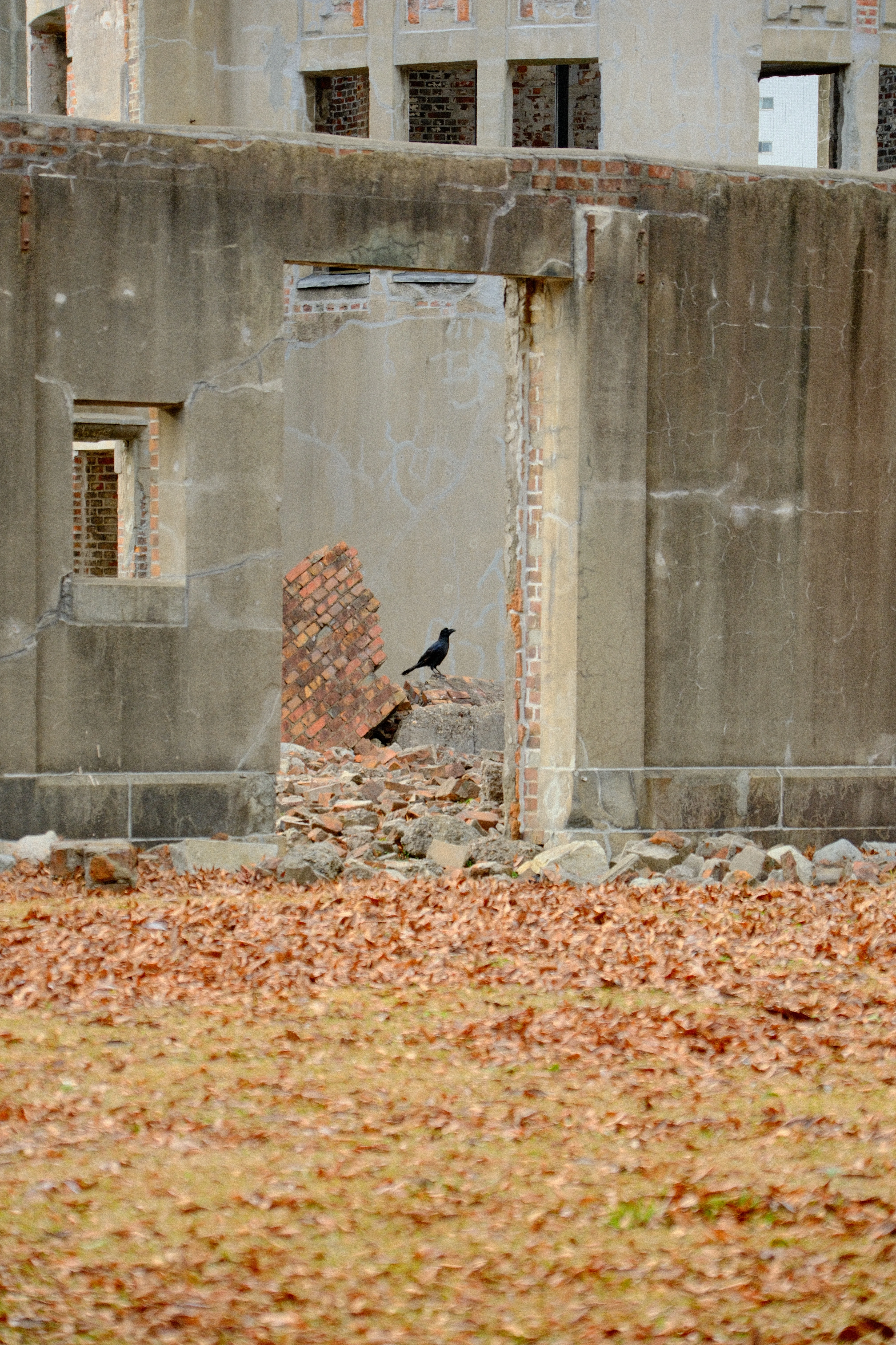 92mm · f/6.3 · 1/160s · ISO 500
FUJIFILM X-T5 · 16-300mm F3.5-6.7 DC OS | Contemporary 025 · Jan 11, 2026
A black bird perches among concrete ruins in Hiroshima.
Hiroshima, Japan
© Brandon Cook