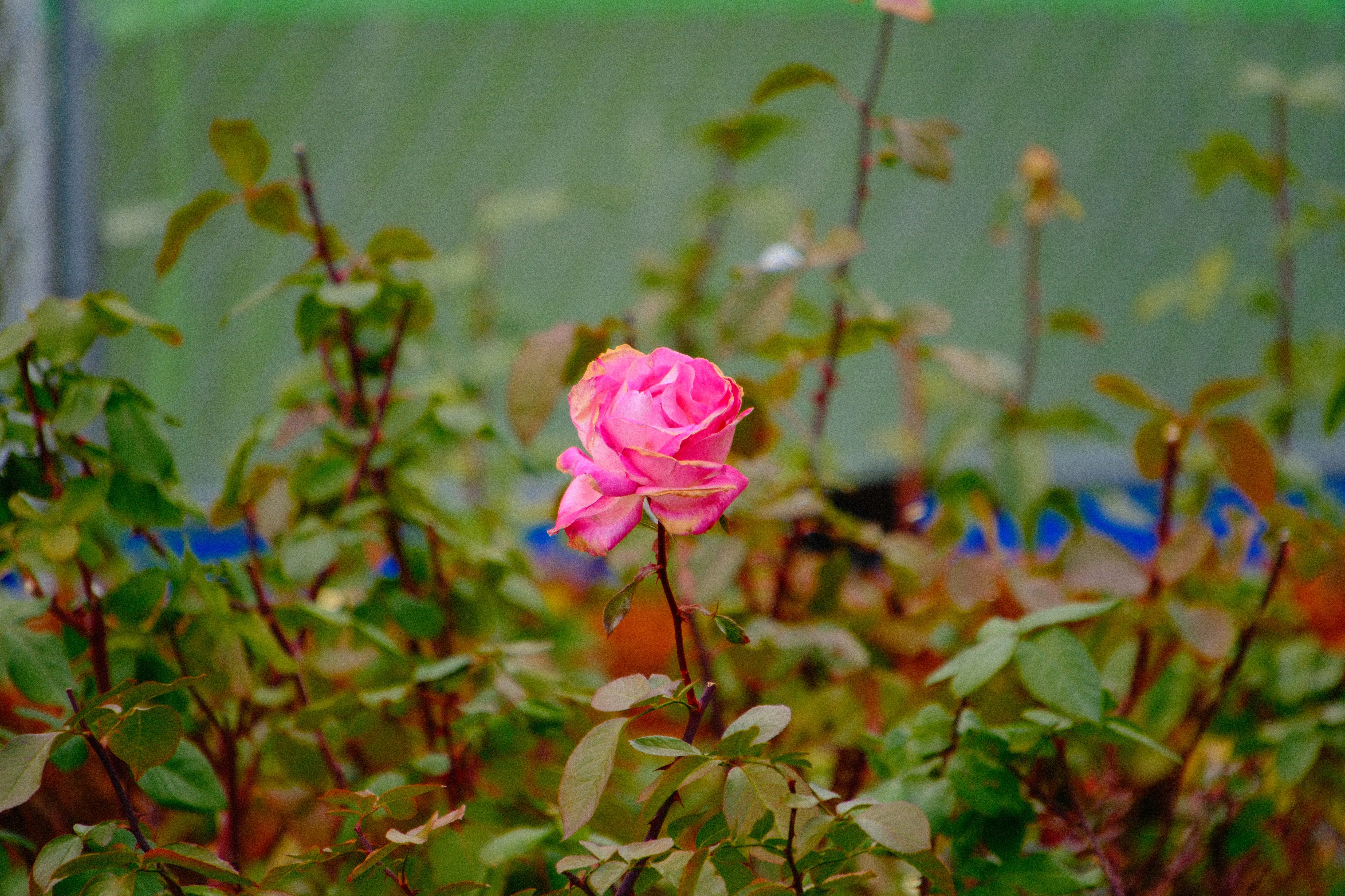 300mm · f/6.7 · 1/170s · ISO 500
FUJIFILM X-T5 · 16-300mm F3.5-6.7 DC OS | Contemporary 025 · Jan 11, 2026
Vibrant pink rose blooming amidst a lush green garden.
Hiroshima, Japan
© Brandon Cook