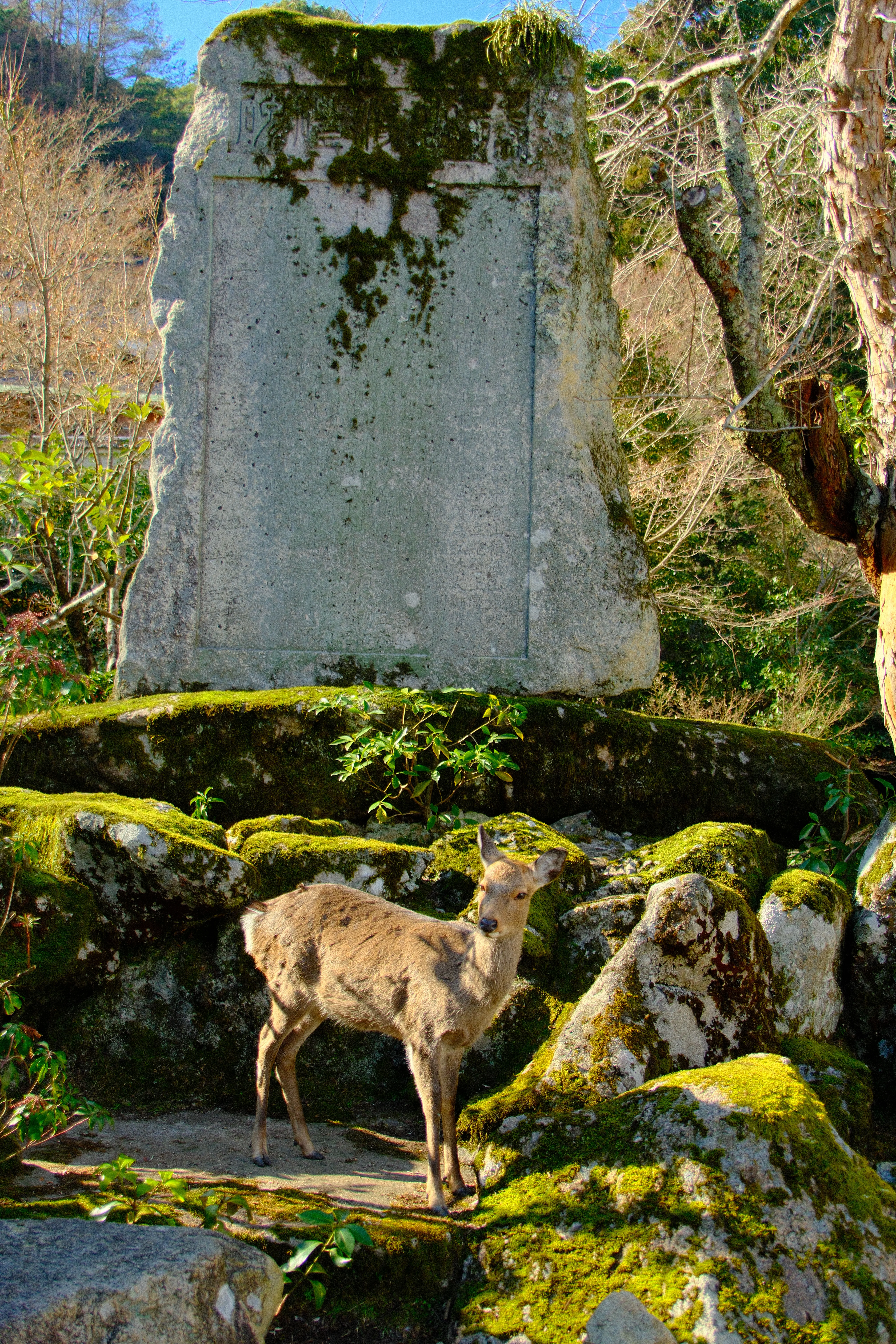 26mm · f/4.5 · 1/680s · ISO 500
FUJIFILM X-T5 · 16-300mm F3.5-6.7 DC OS | Contemporary 025 · Jan 12, 2026
Deer standing beside a large mossy stone monument in Hiroshima.
Hiroshima, Japan
© Brandon Cook