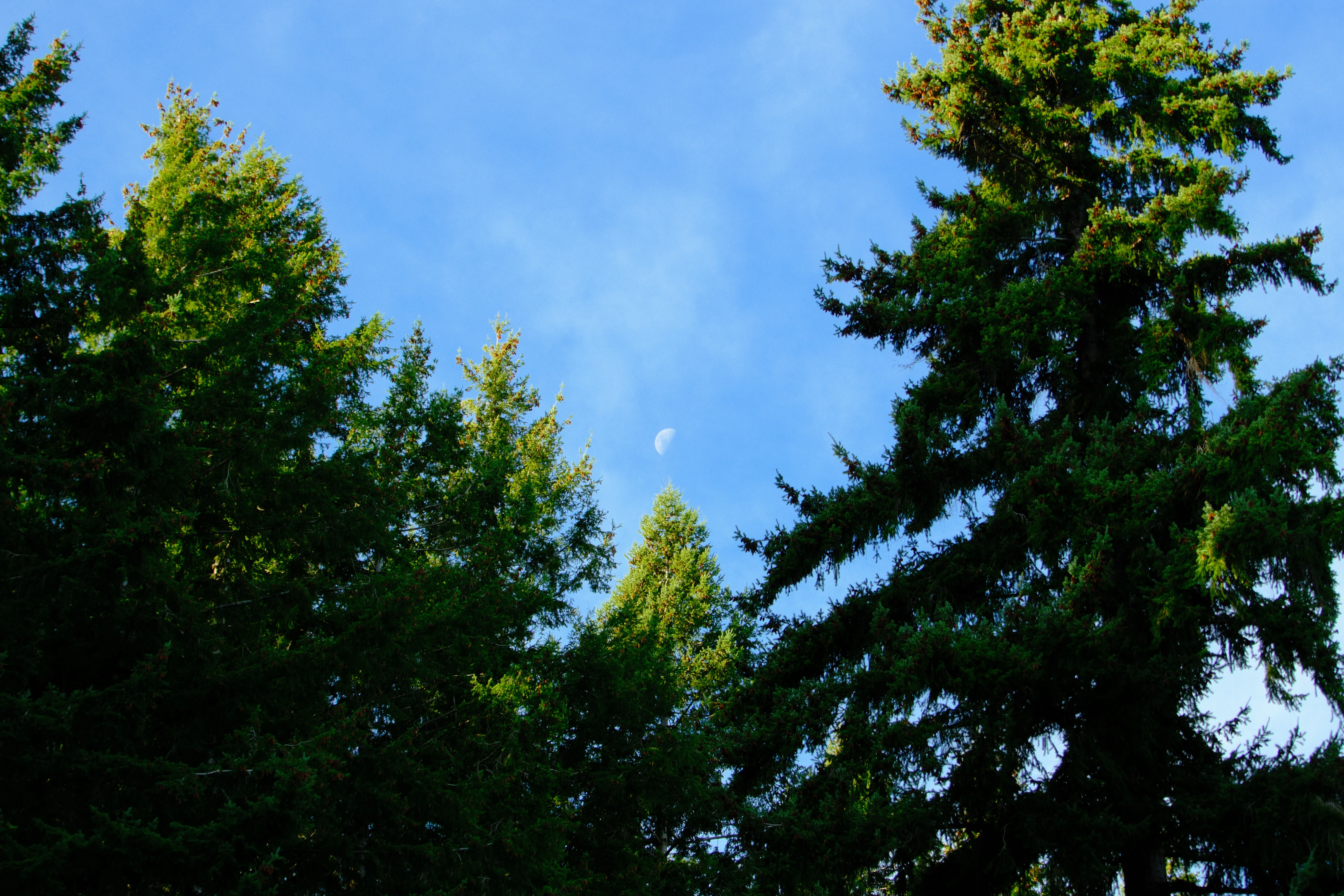 56mm · f/6.3 · 1/320s · ISO 500
FUJIFILM X-T5 · 16-300mm F3.5-6.7 DC OS | Contemporary 025 · Jul 22, 2026
Daytime moon seen through evergreen trees in Queenstown.
Wanaka, New Zealand
© Brandon Cook