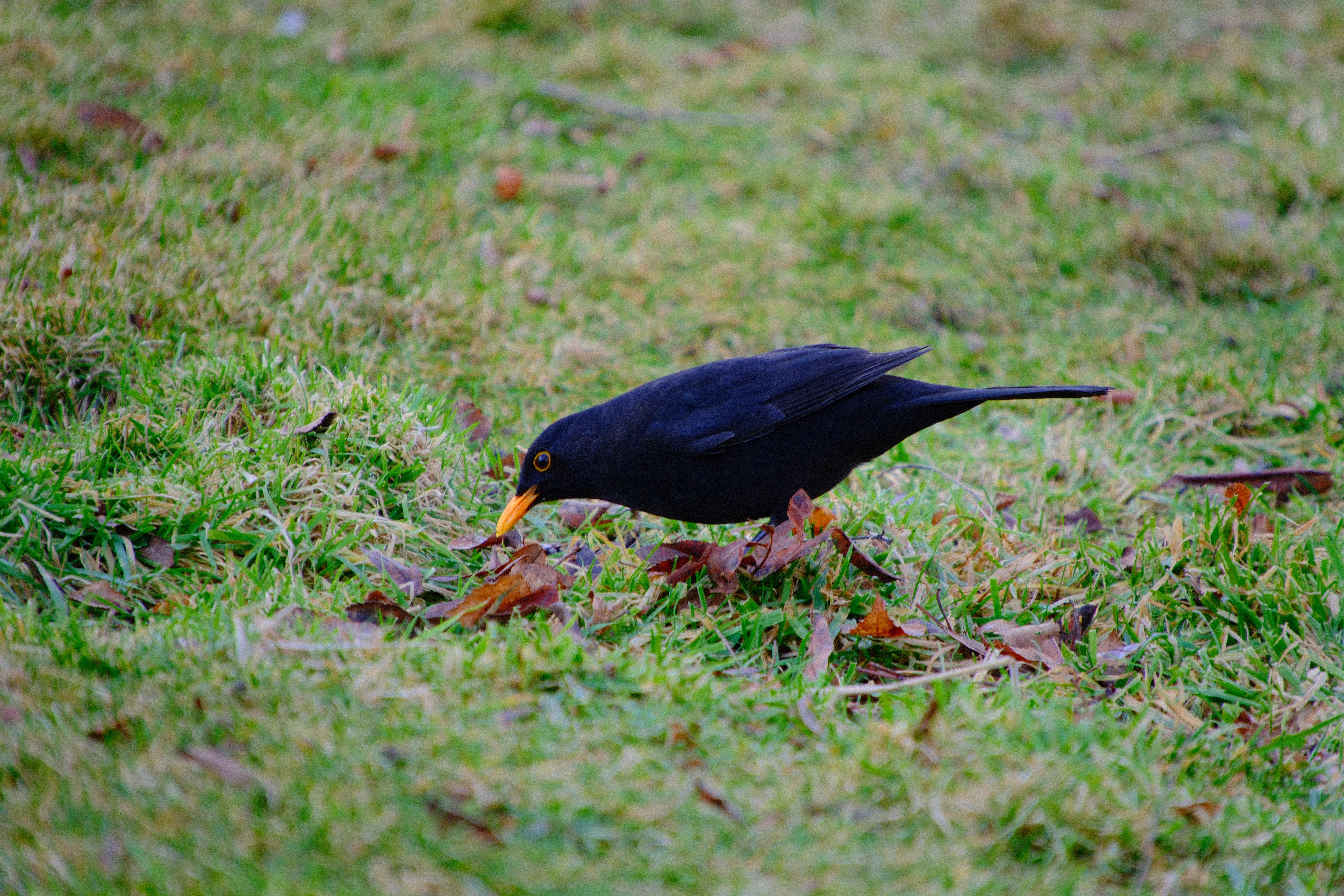 300mm · f/6.7 · 1/125s · ISO 800
FUJIFILM X-T5 · 16-300mm F3.5-6.7 DC OS | Contemporary 025 · Jul 22, 2026
A blackbird foraging in the grass.
Wanaka, New Zealand
© Brandon Cook