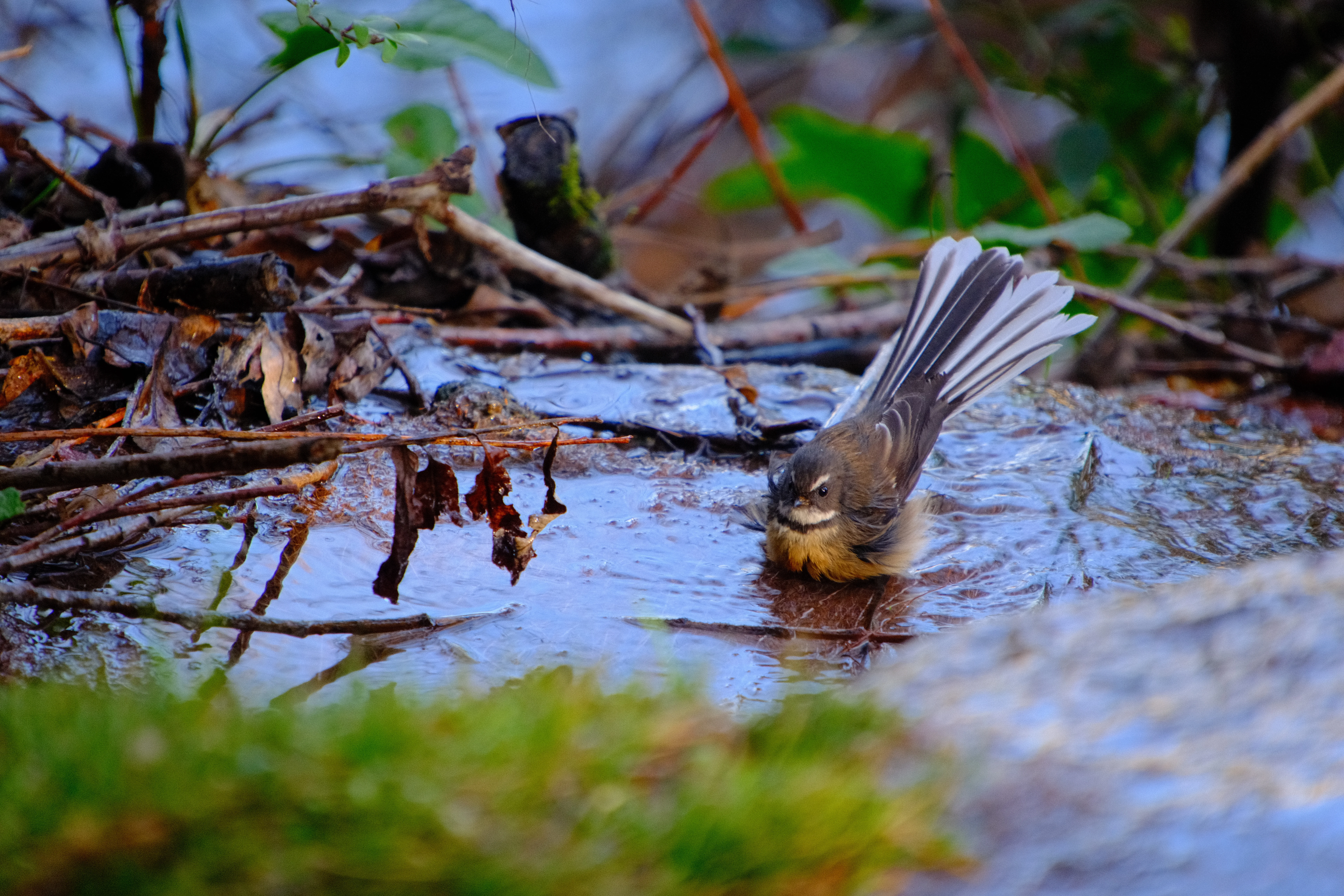 300mm · f/6.7 · 1/125s · ISO 1600
FUJIFILM X-T5 · 16-300mm F3.5-6.7 DC OS | Contemporary 025 · Jul 22, 2026
A small fantail bird bathing in a puddle.
Wanaka, New Zealand
© Brandon Cook