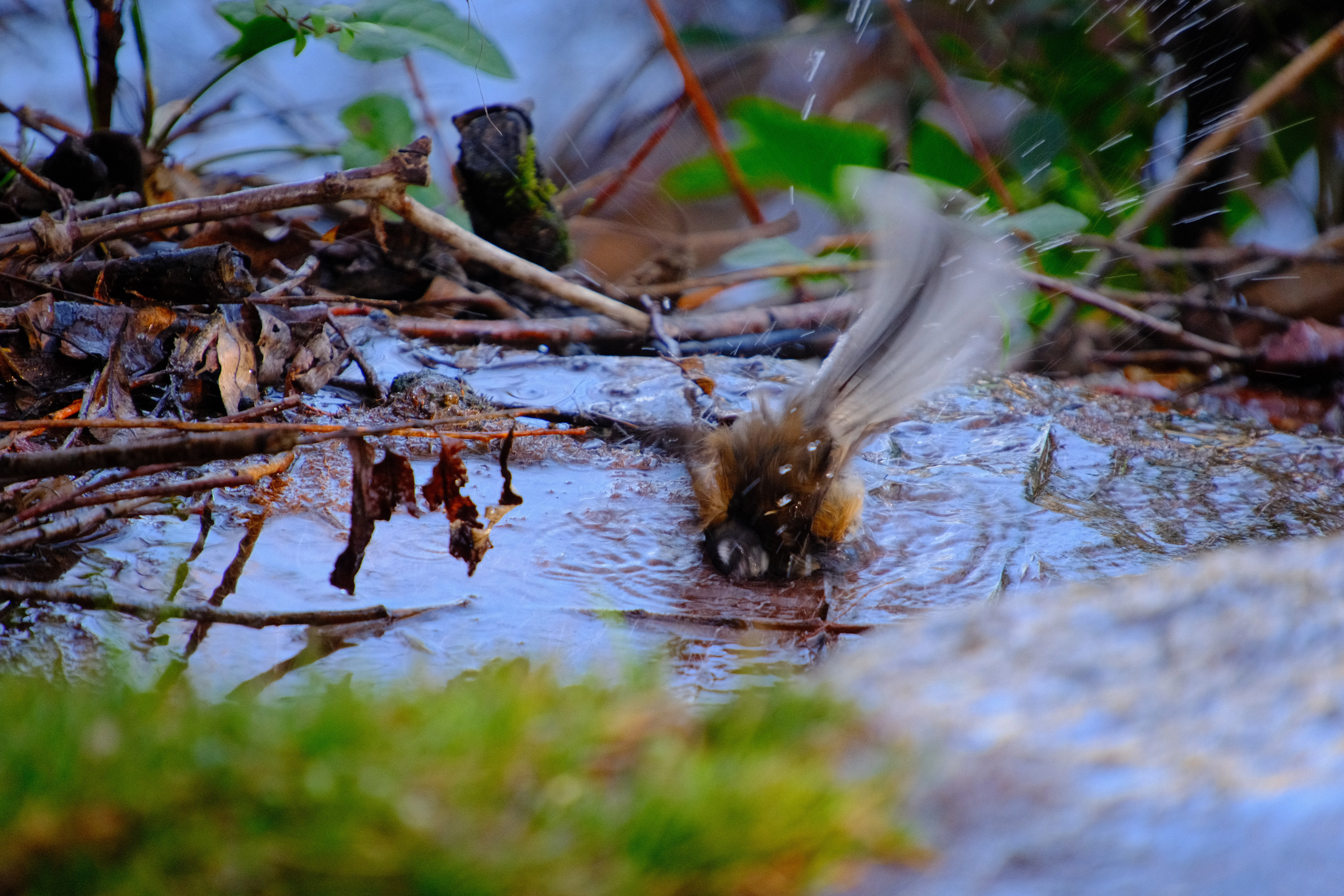 300mm · f/6.7 · 1/125s · ISO 1600
FUJIFILM X-T5 · 16-300mm F3.5-6.7 DC OS | Contemporary 025 · Jul 22, 2026
A fantail bathes in a puddle.
Wanaka, New Zealand
© Brandon Cook